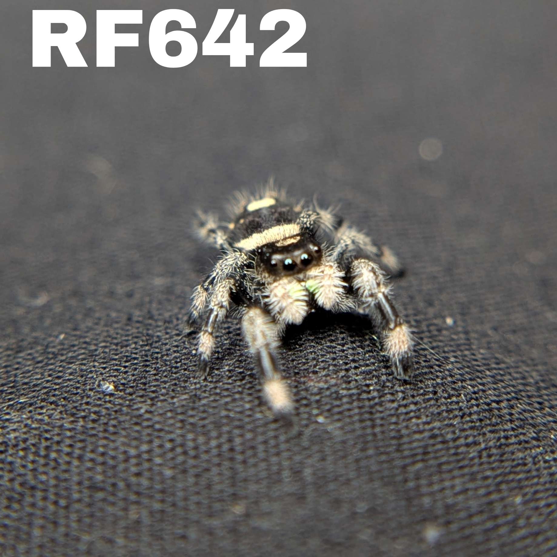 Regal Jumping Spider "Sunflower"
