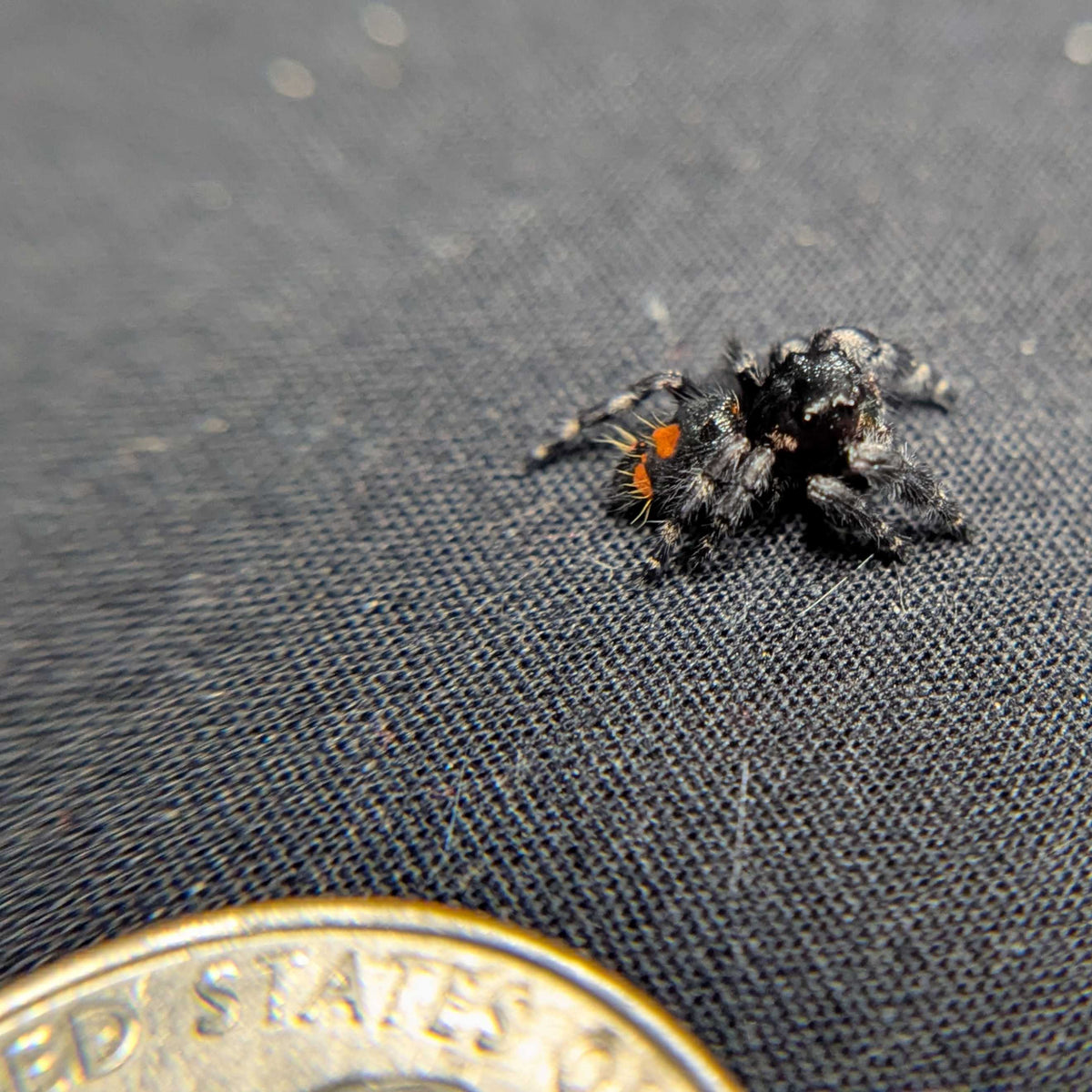 Audax Bryantae Jumping Spider "Sunflower"