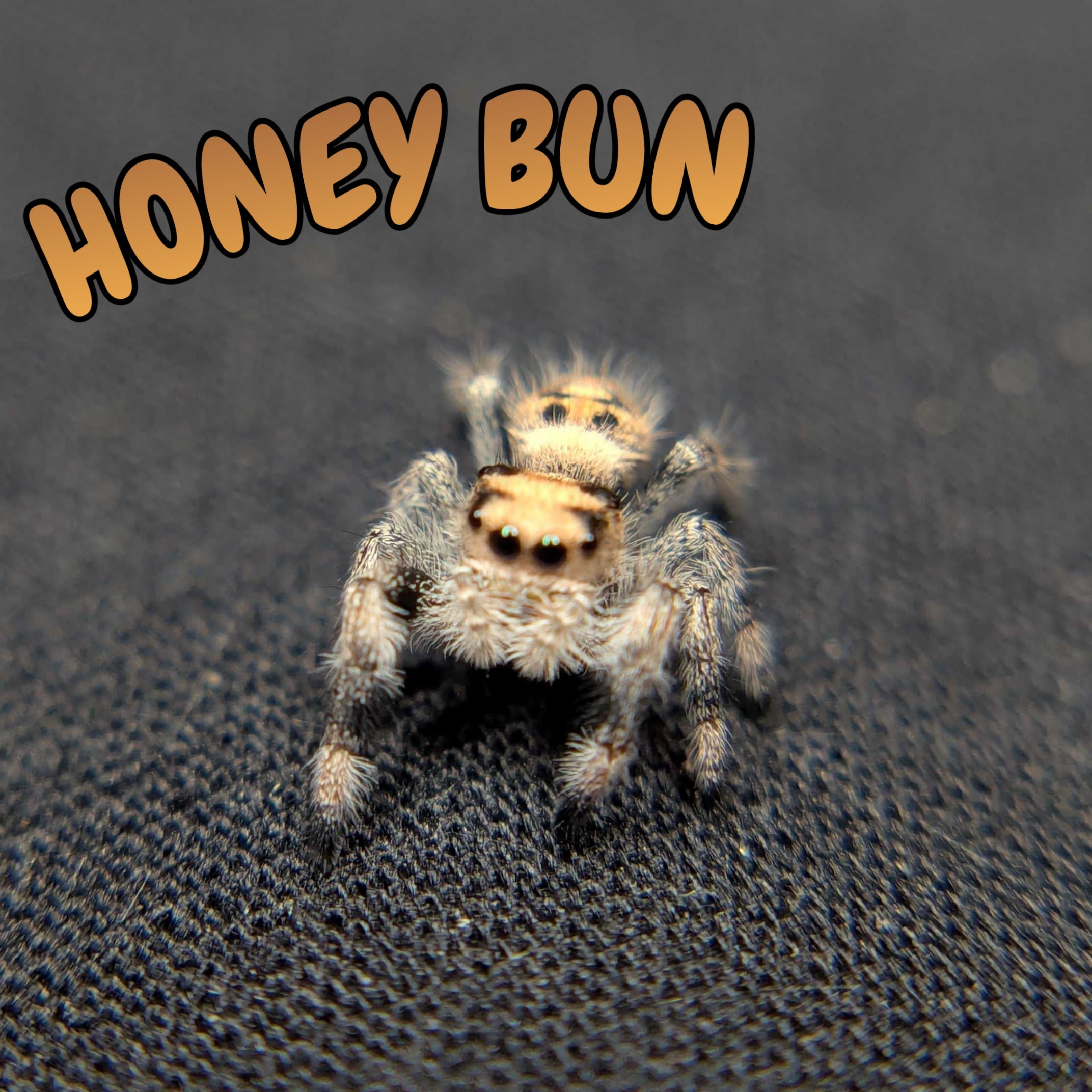 Regal Jumping Spider "Honey Bun"