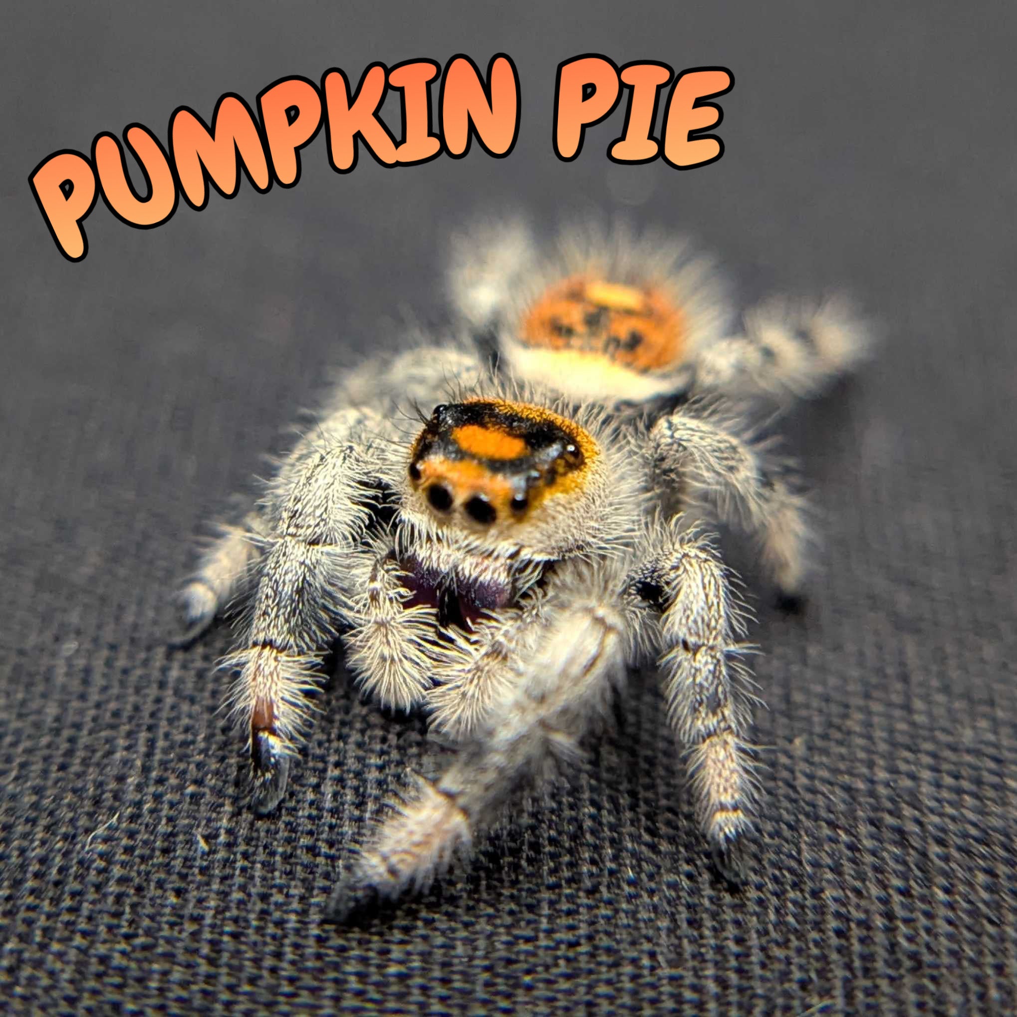 Regal Jumping Spider "Pumpkin Pie"