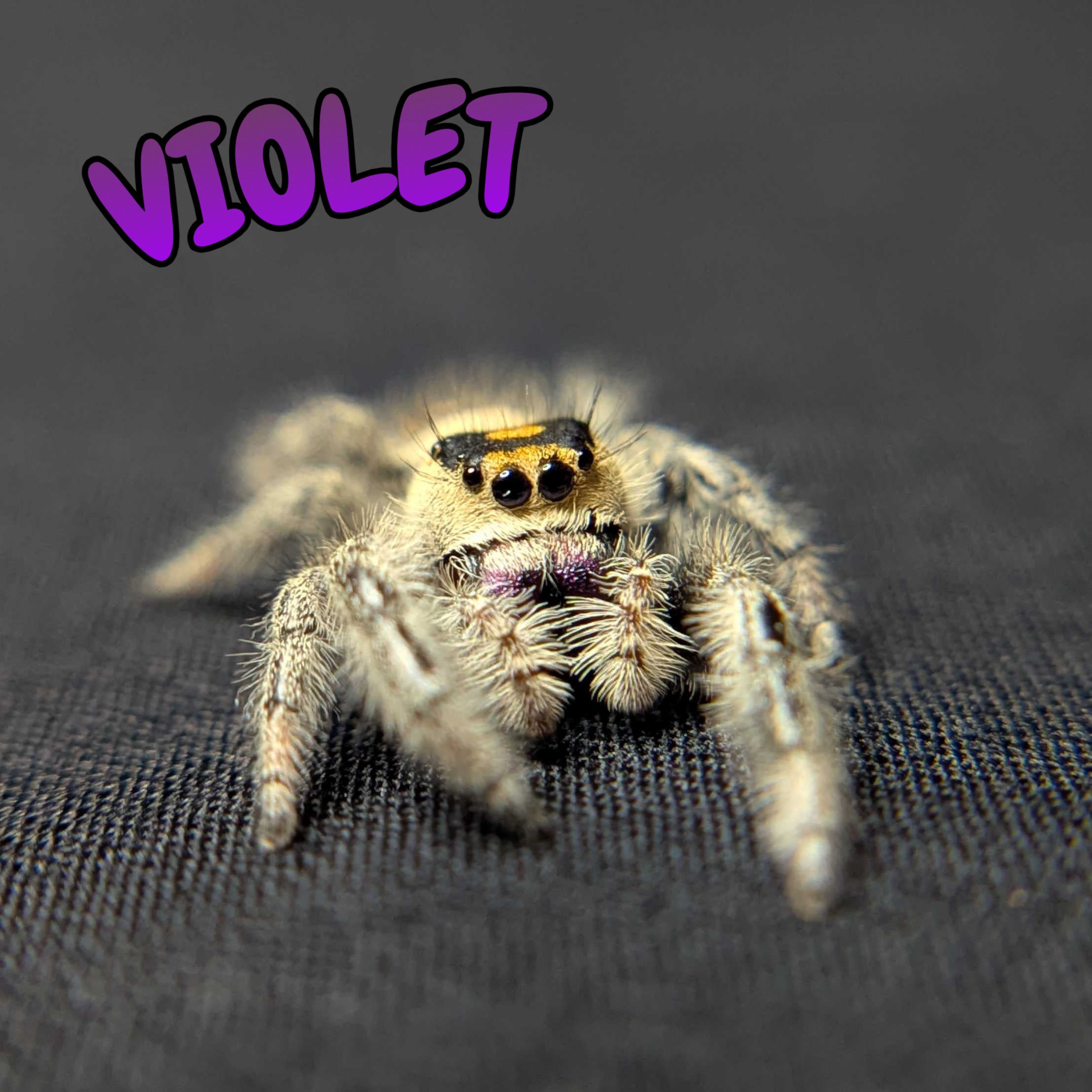 Regal Jumping Spider "Violet"