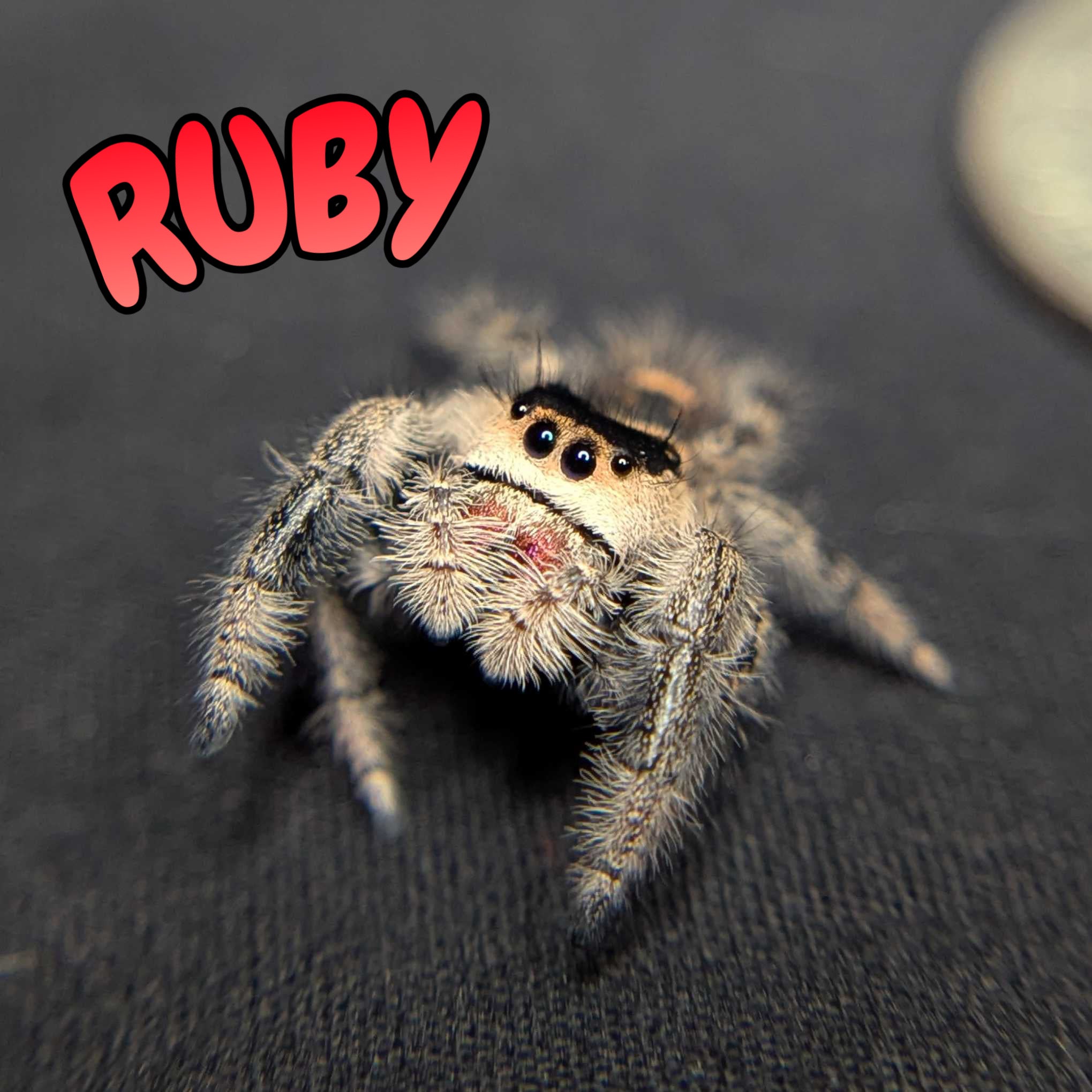 Regal Jumping Spider "Ruby"