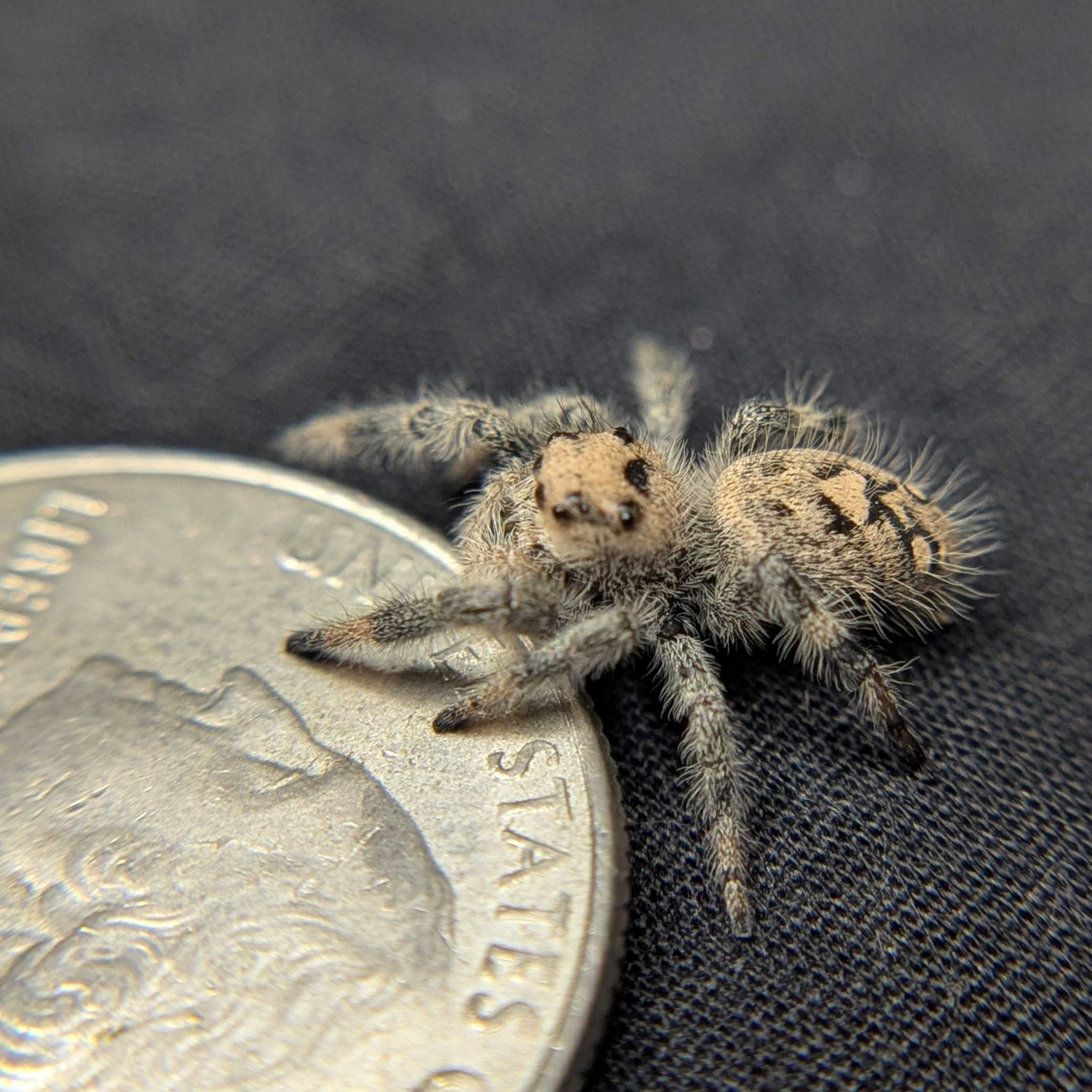 Regal Jumping Spider "Vanilla"