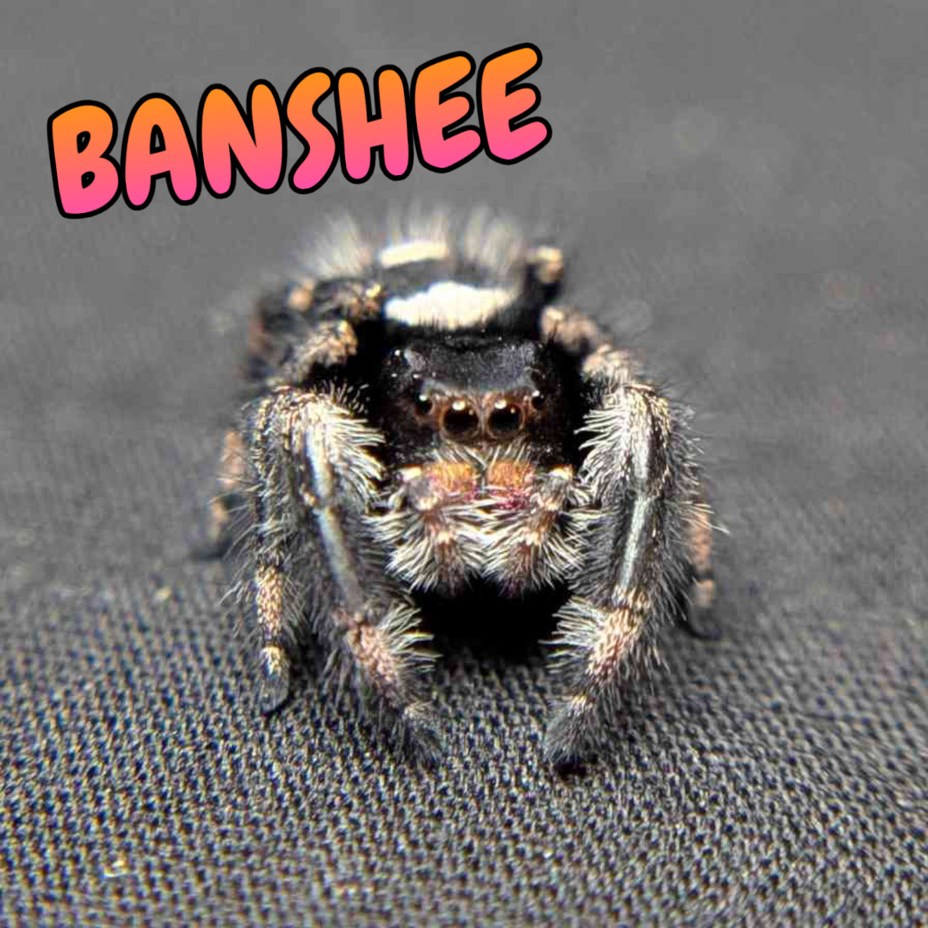 Regal Jumping Spider "Banshee"