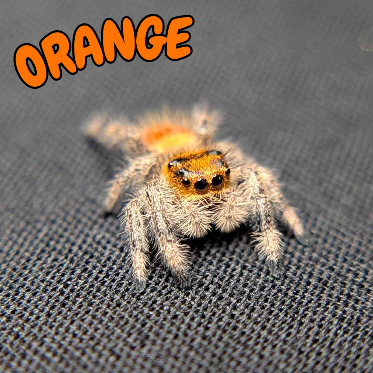 Regal Jumping Spider "Orange"