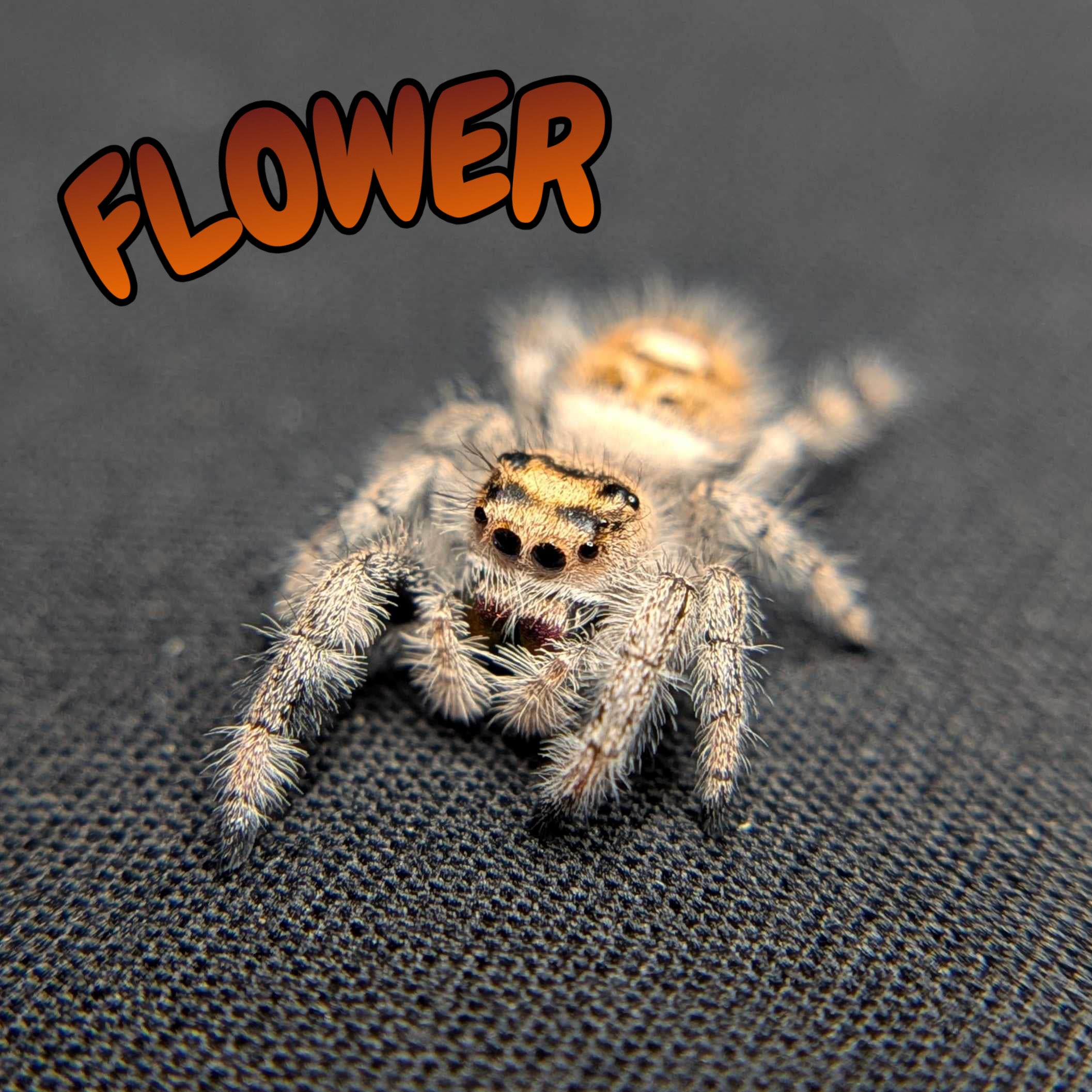 Regal Jumping Spider "Flower"