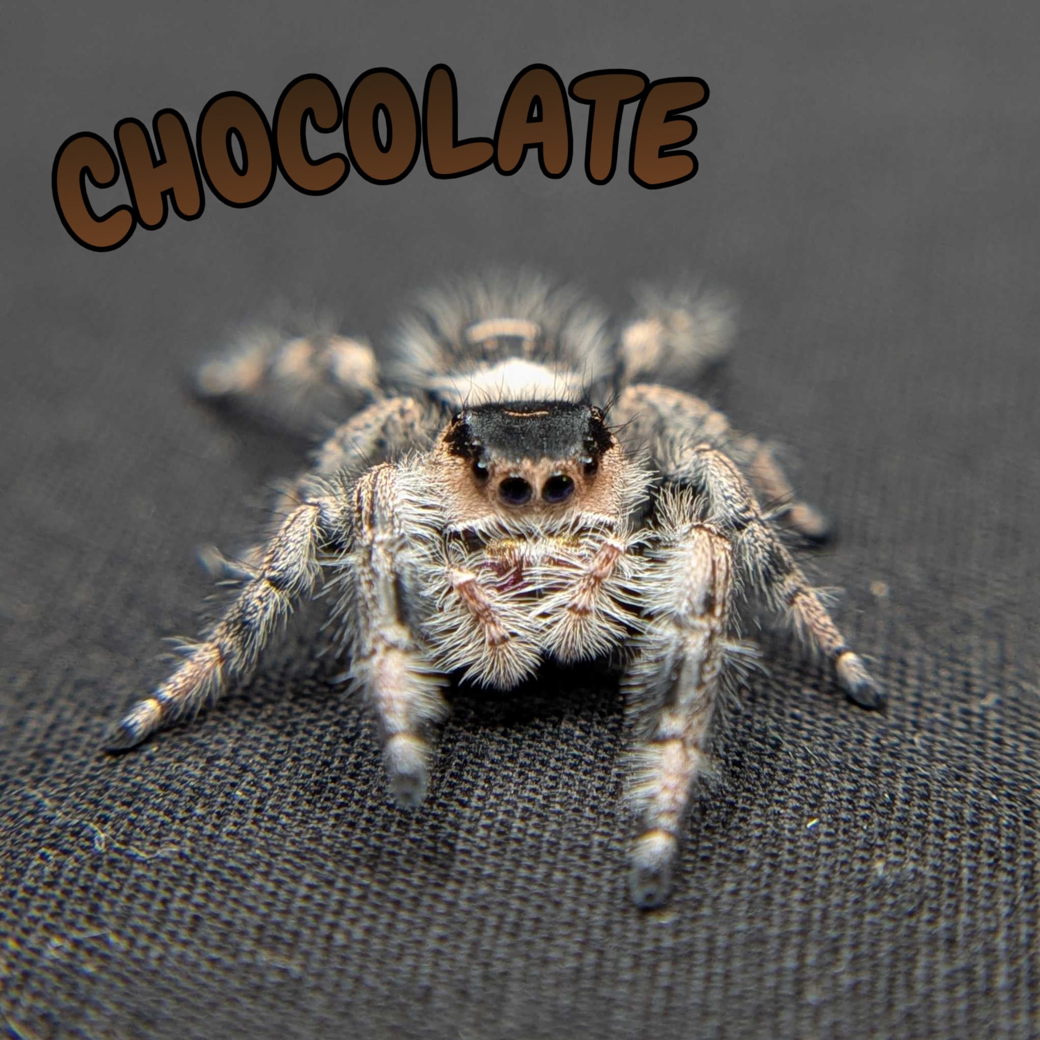 Regal Jumping Spider "Chocolate"