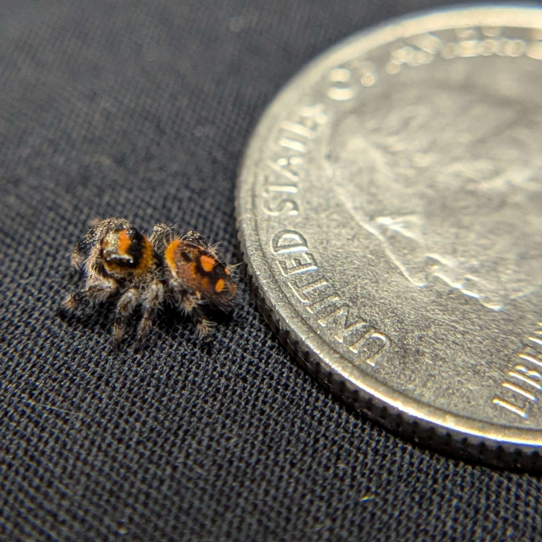 Regal Jumping Spider "Spicy"