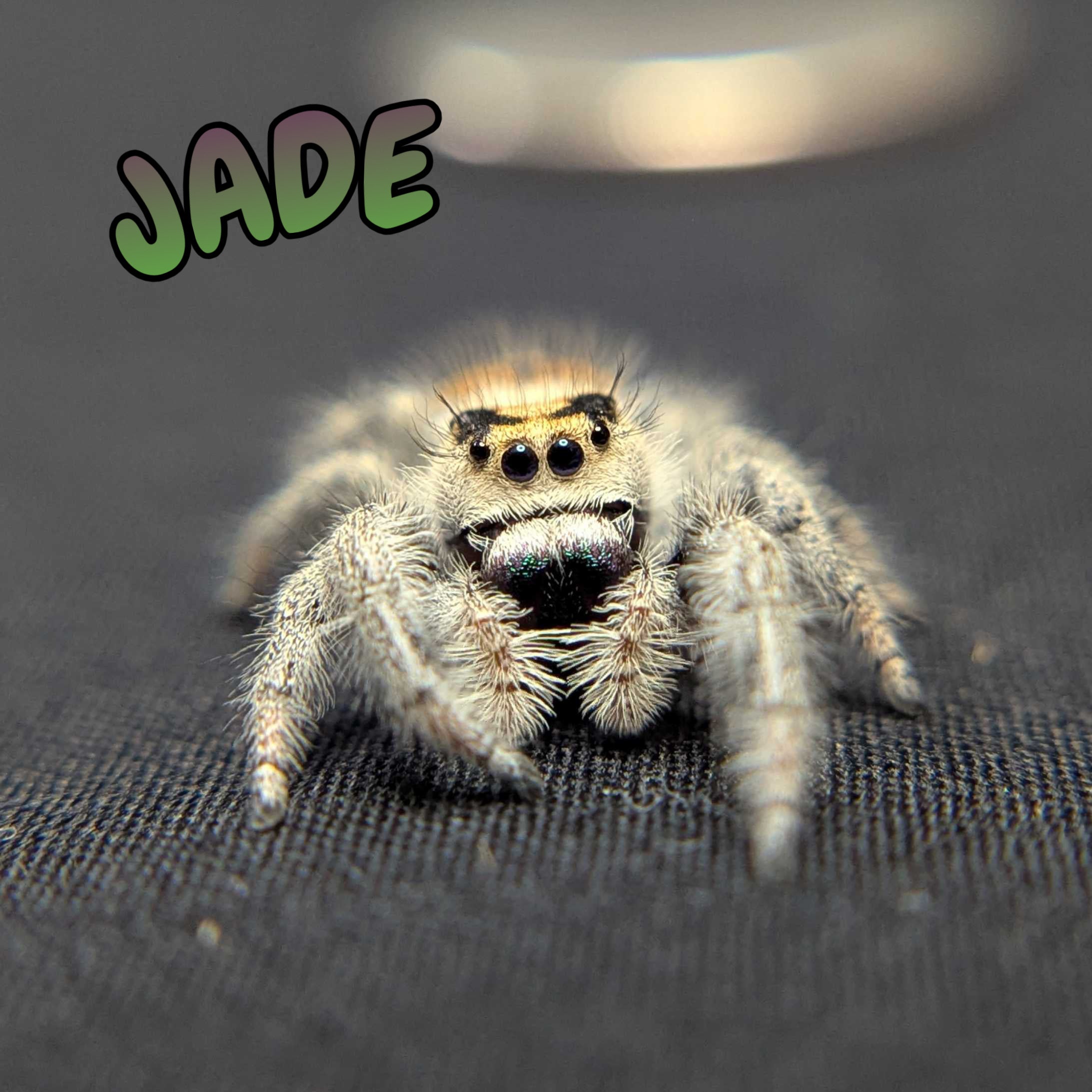 Regal Jumping Spider "Jade"