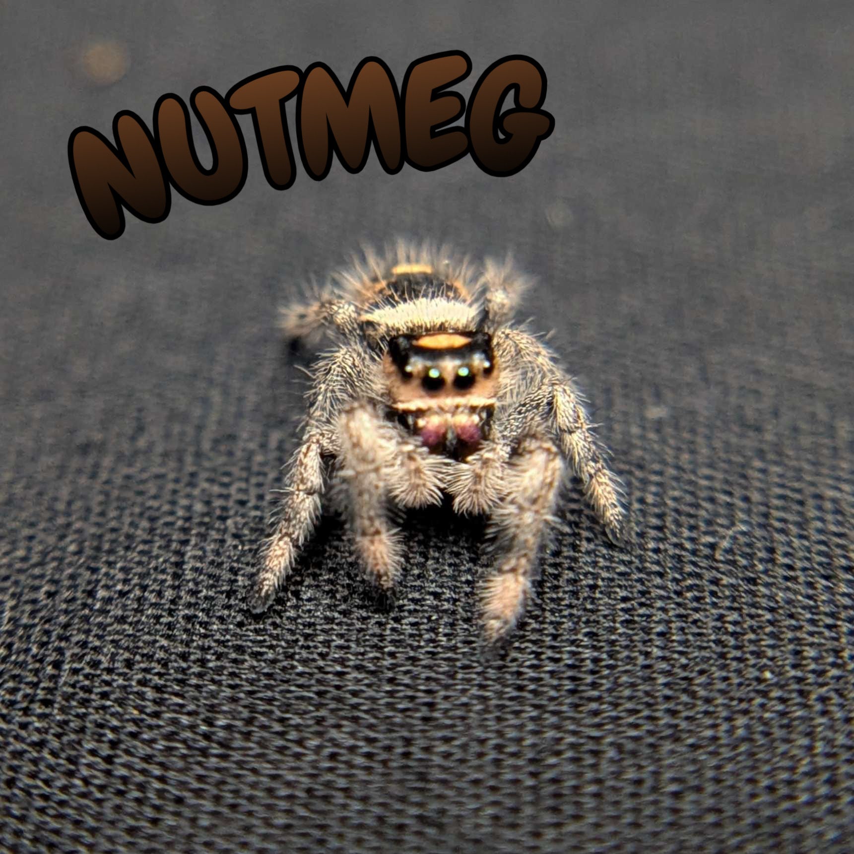 Regal Jumping Spider "Nutmeg"
