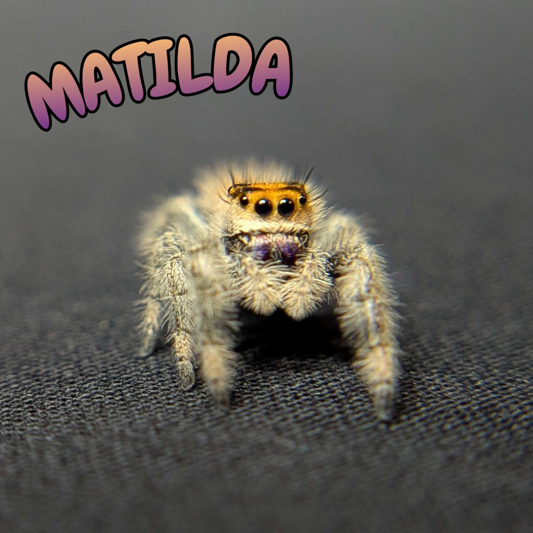 Regal Jumping Spider "Matilda"