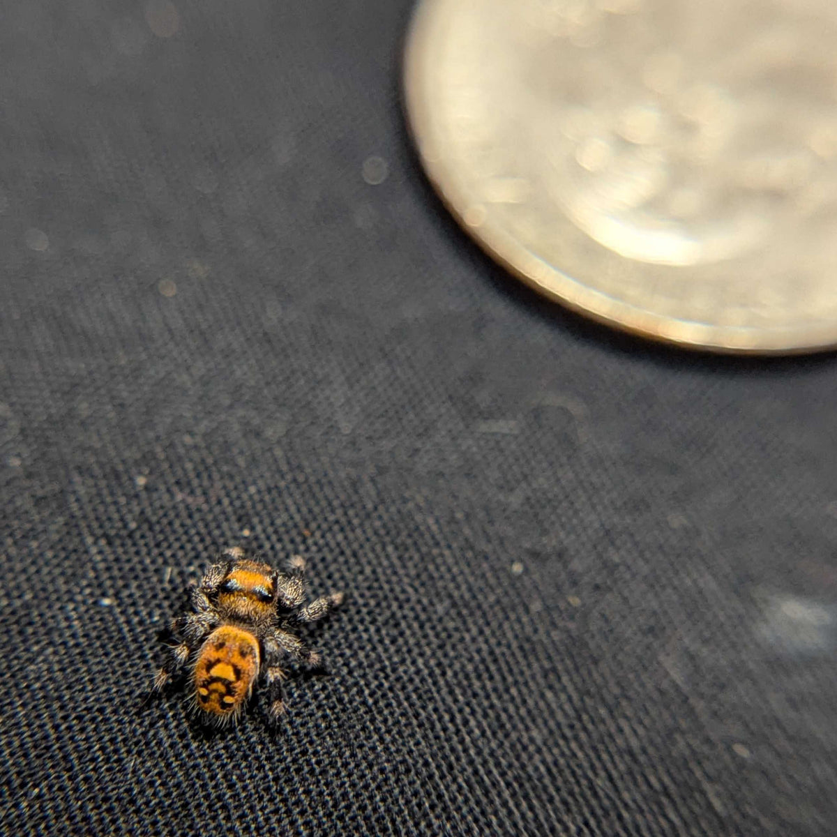 Regal Jumping Spider "Pineapple"