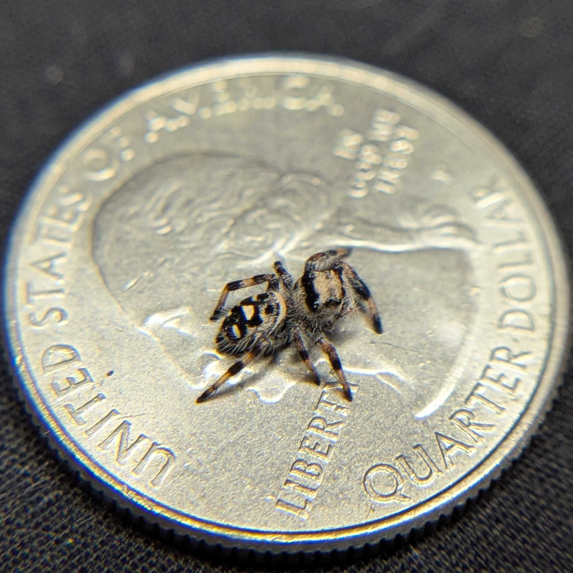 Regal Jumping Spider "Cinnasnug"