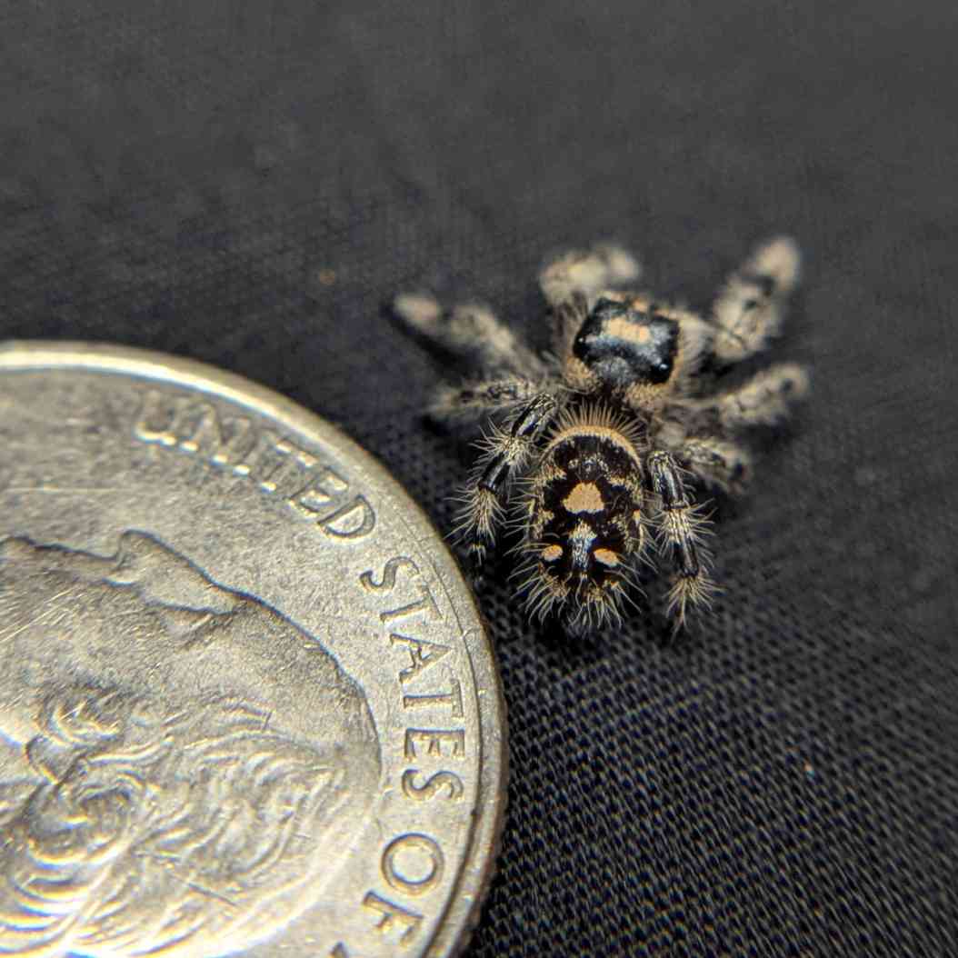 Regal Jumping Spider "Calypso"
