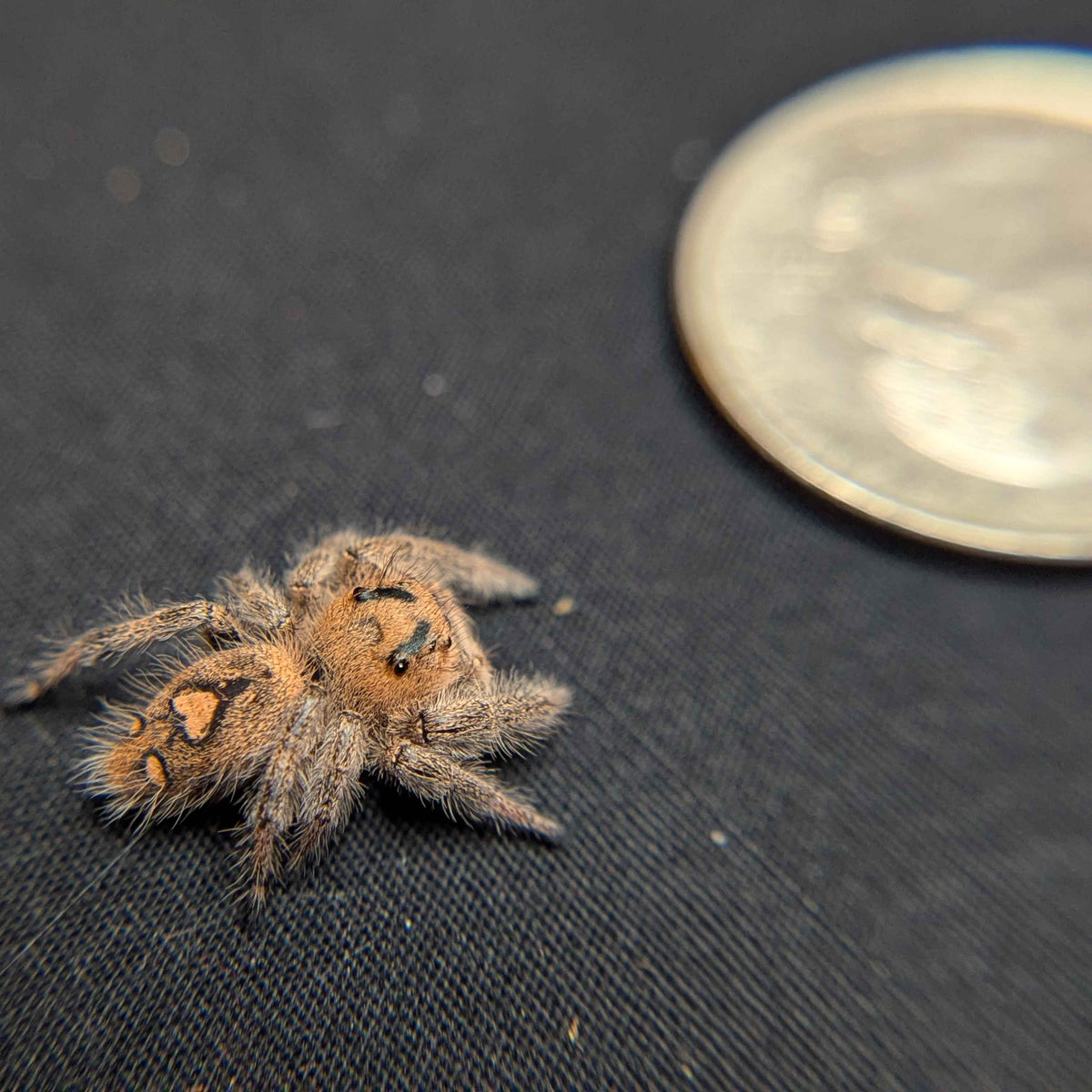 Regal Jumping Spider "Avocado"