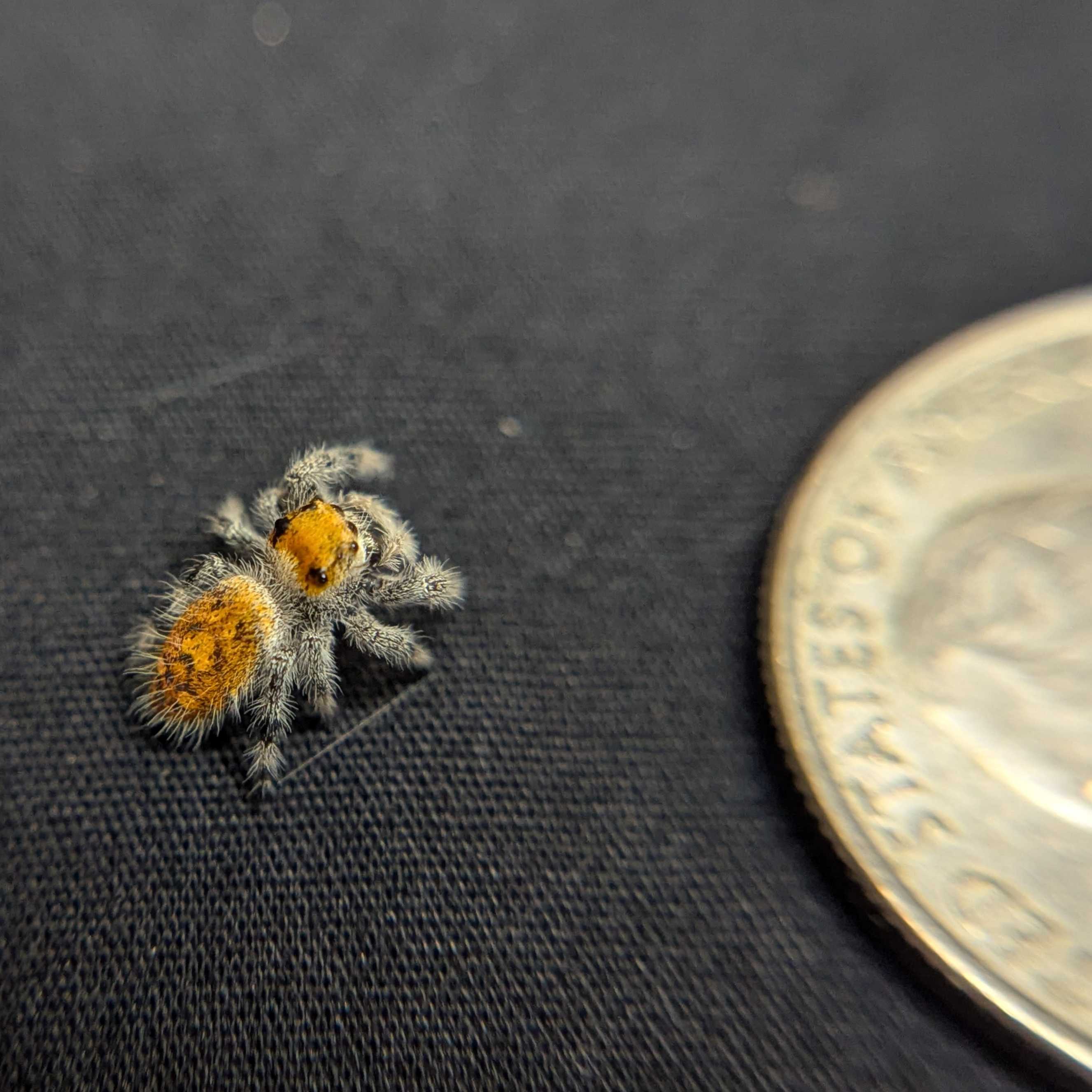 Regal Jumping Spider "Blaze"