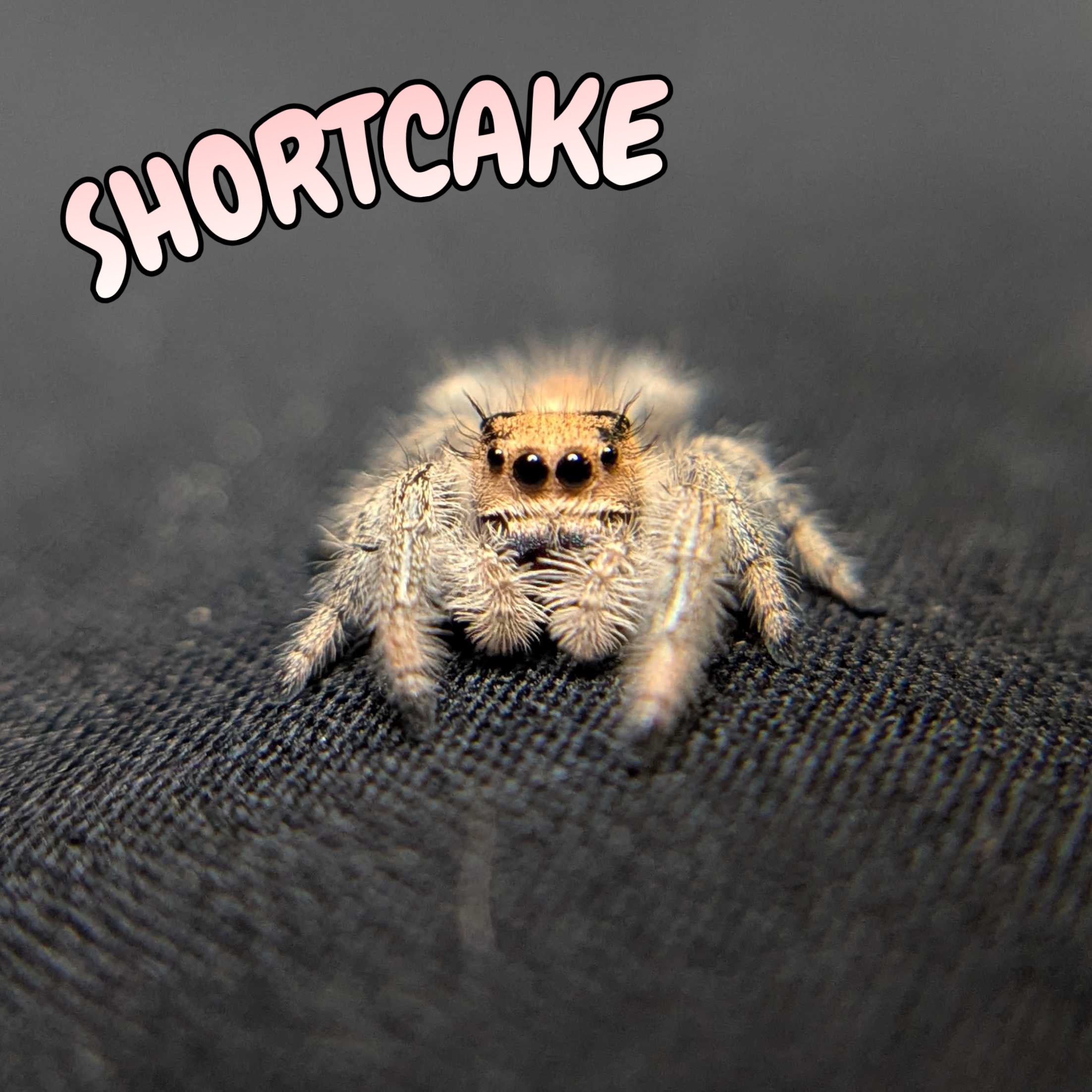 Regal Jumping Spider “Shortcake”