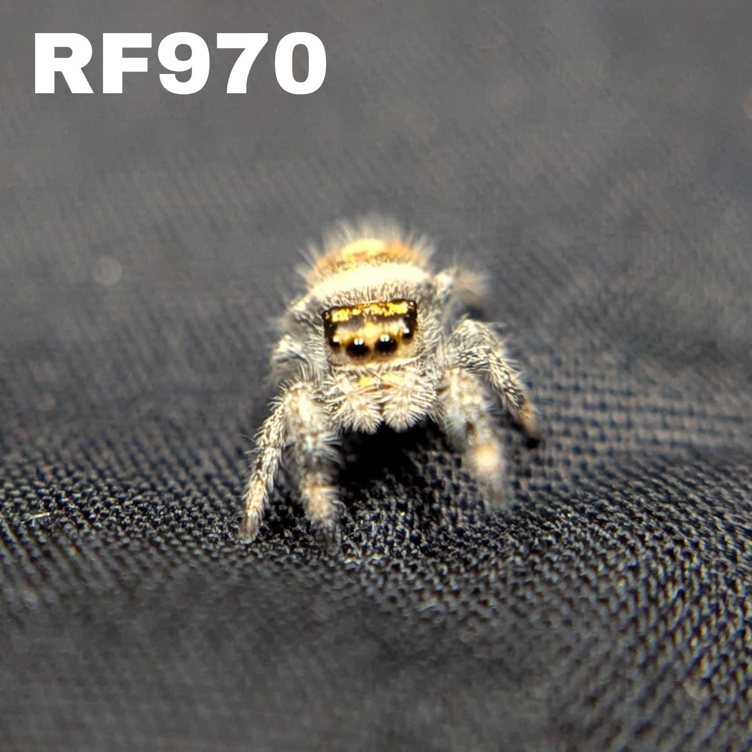 Regal Jumping Spider “Sprite”