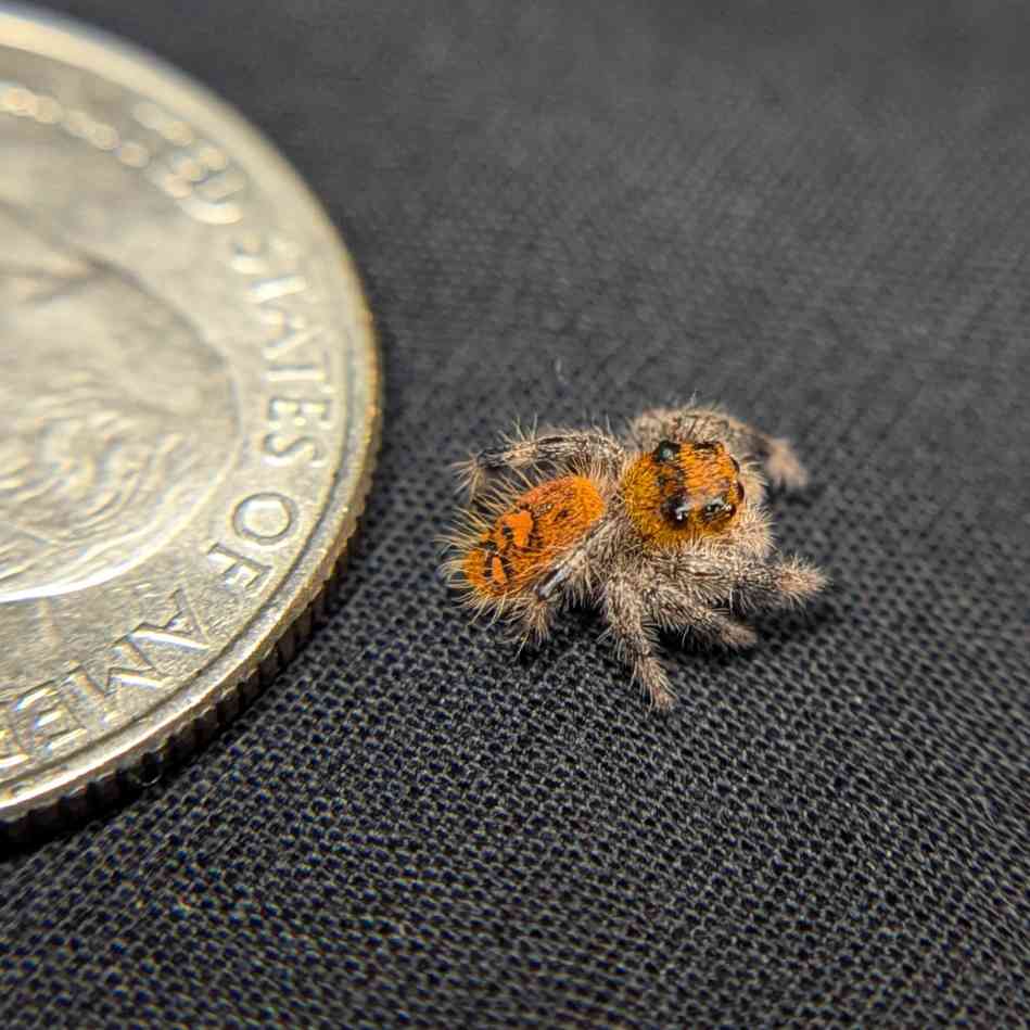 Regal Jumping Spider "Orange"