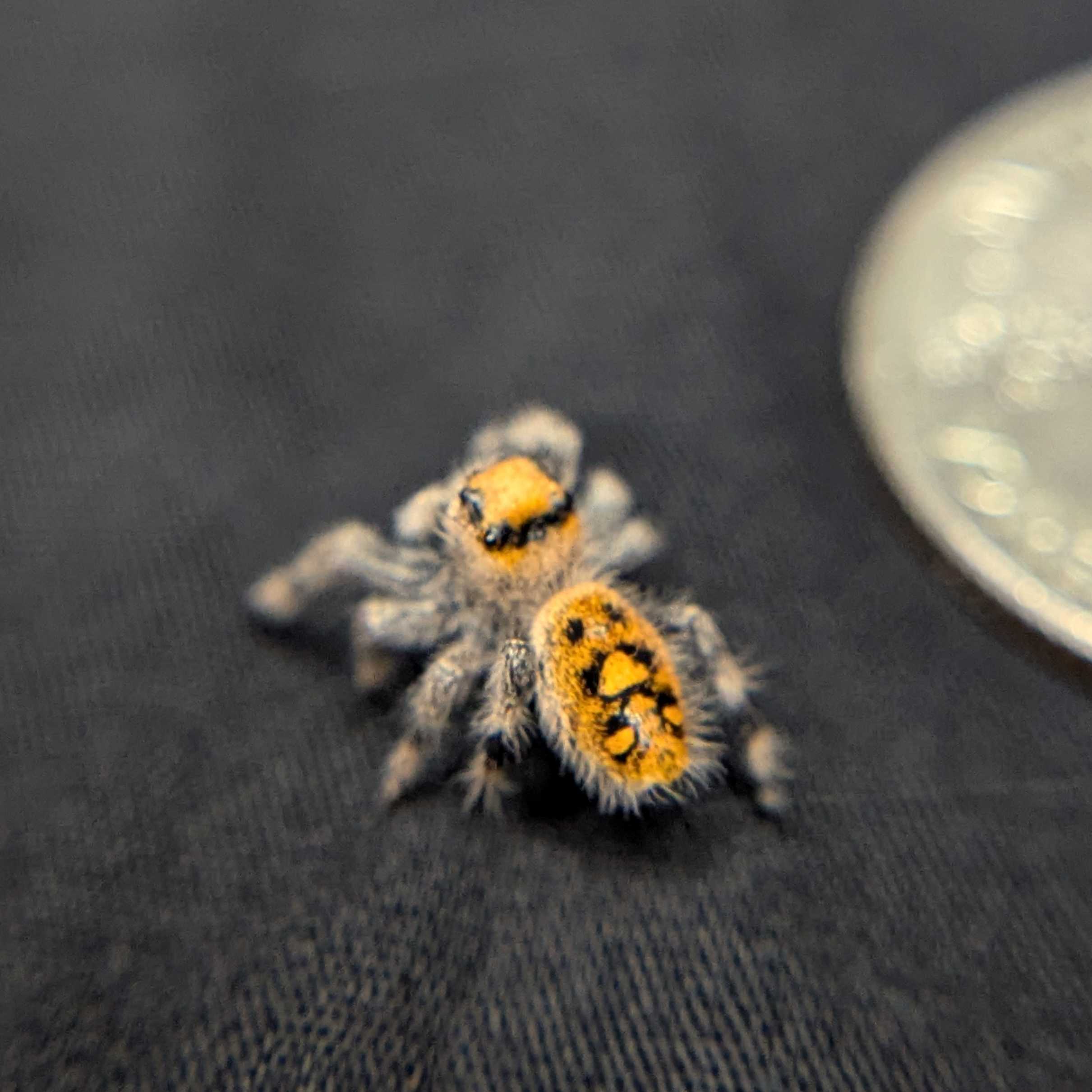 Regal Jumping Spider "Halloween"
