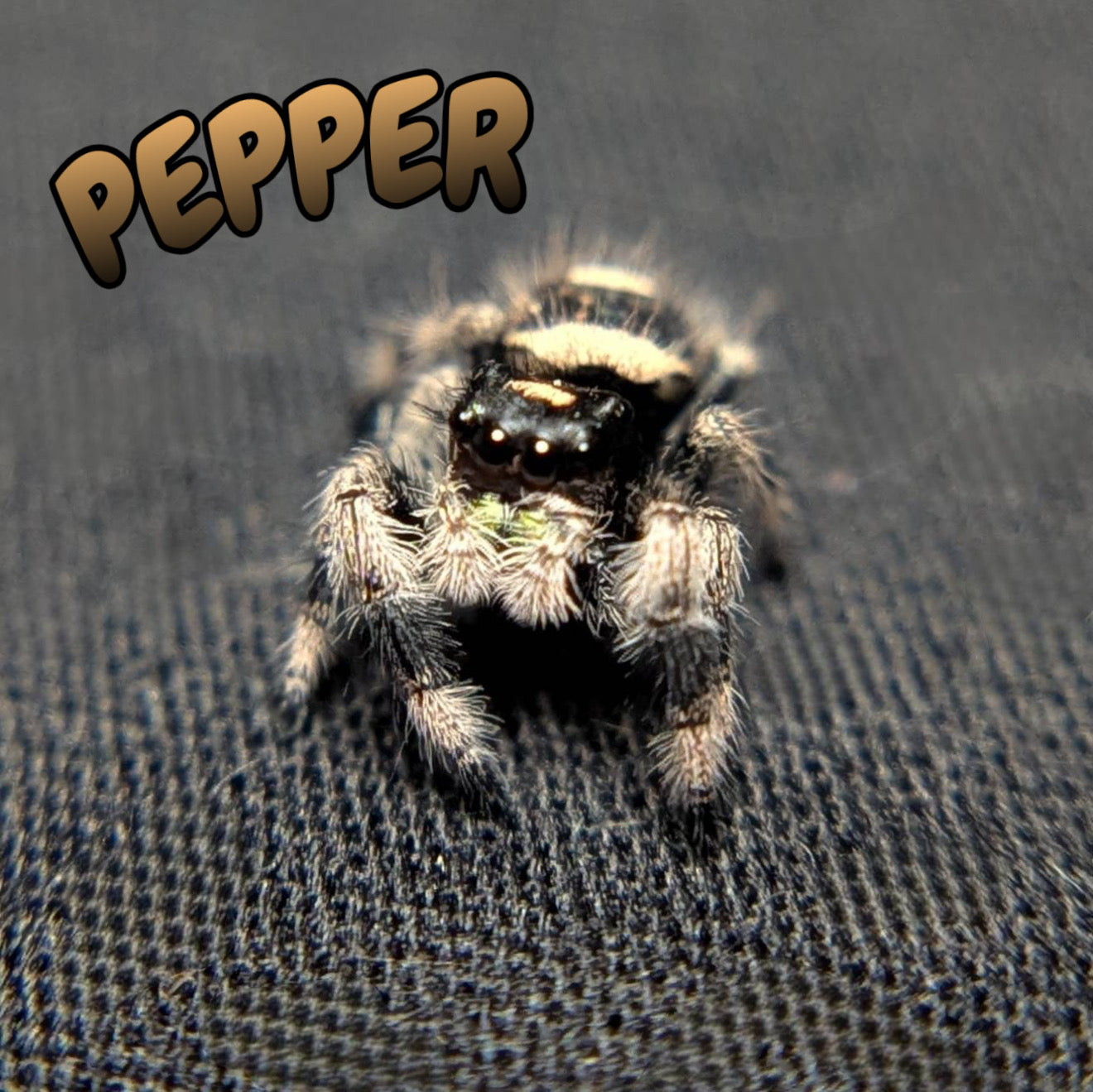 Regal Jumping Spider "Pepper"