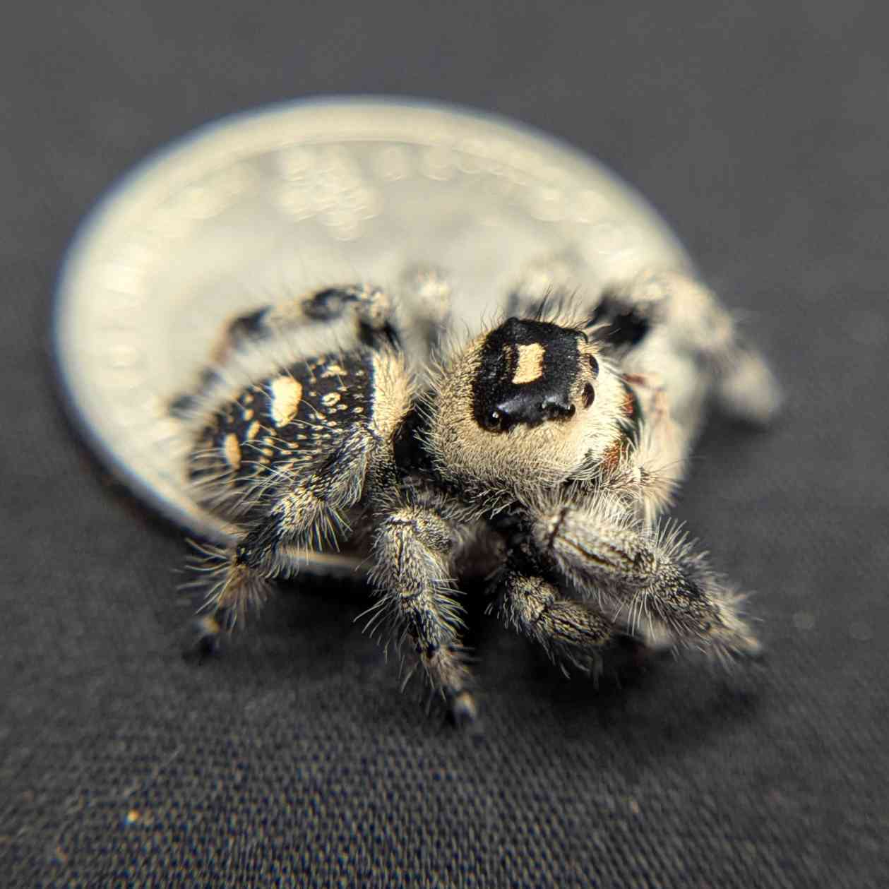 Regal Jumping Spider "Maple"