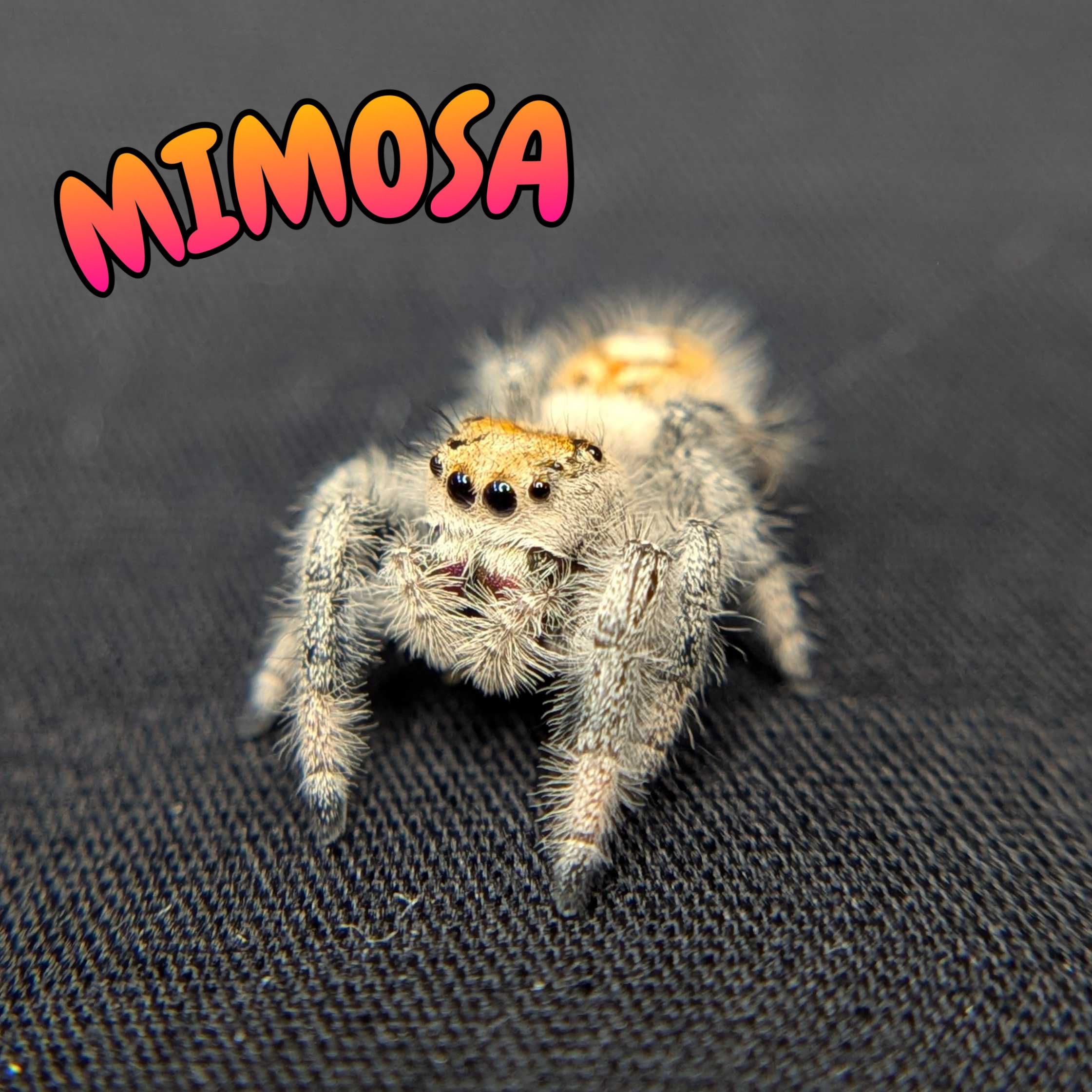 Regal Jumping Spider “Mimosa”