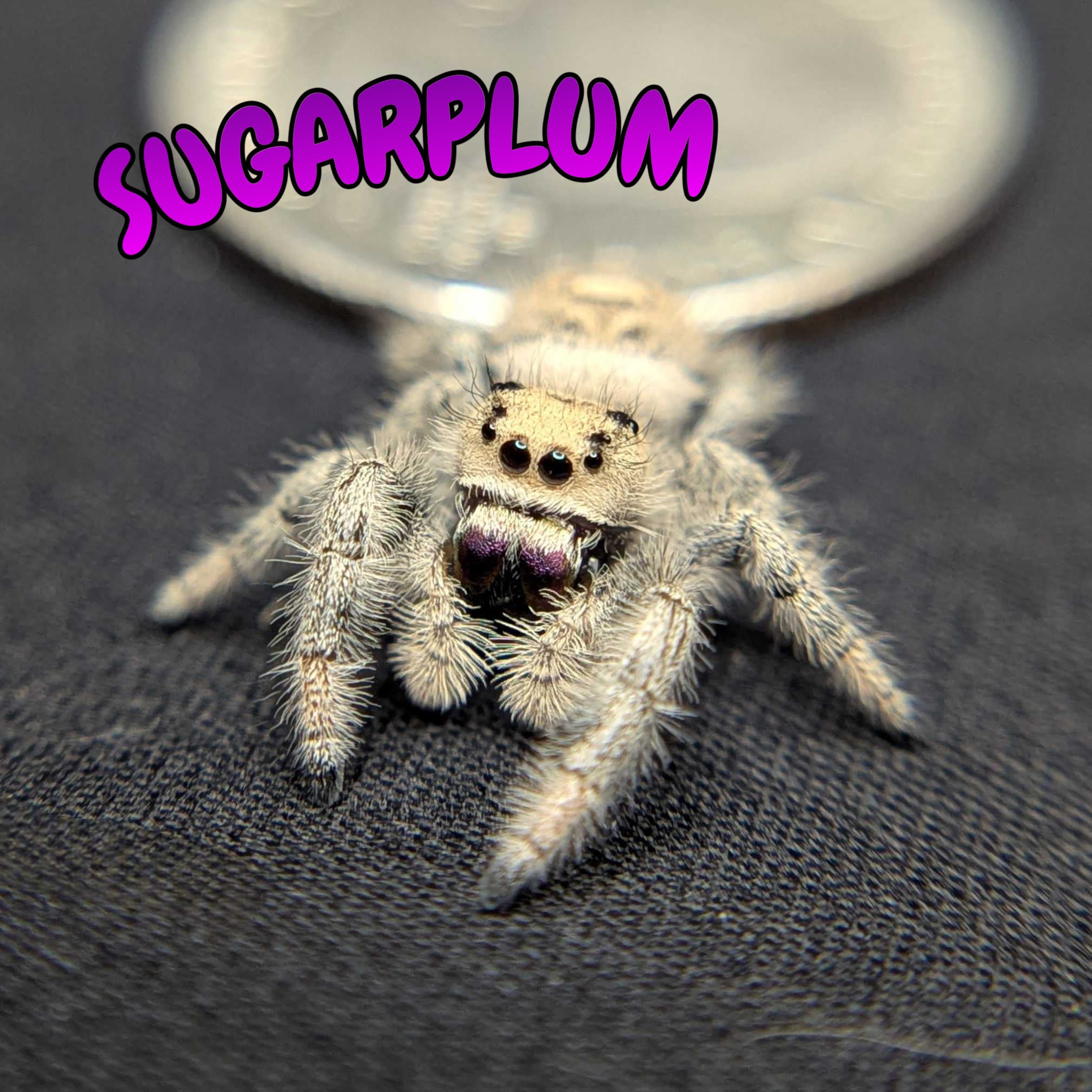 Regal Jumping Spider "Sugarplum"