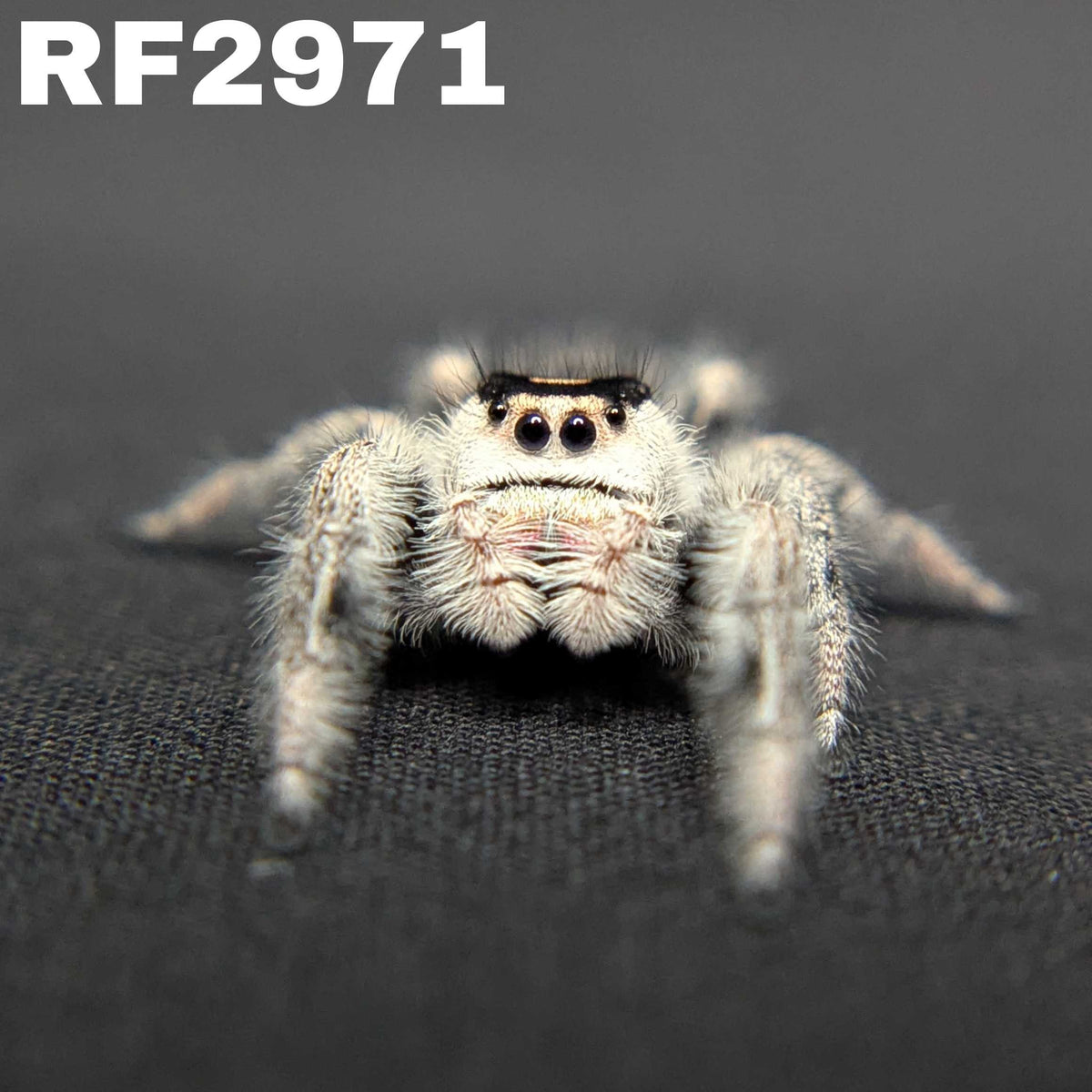 Regal Jumping Spider “Wanda”