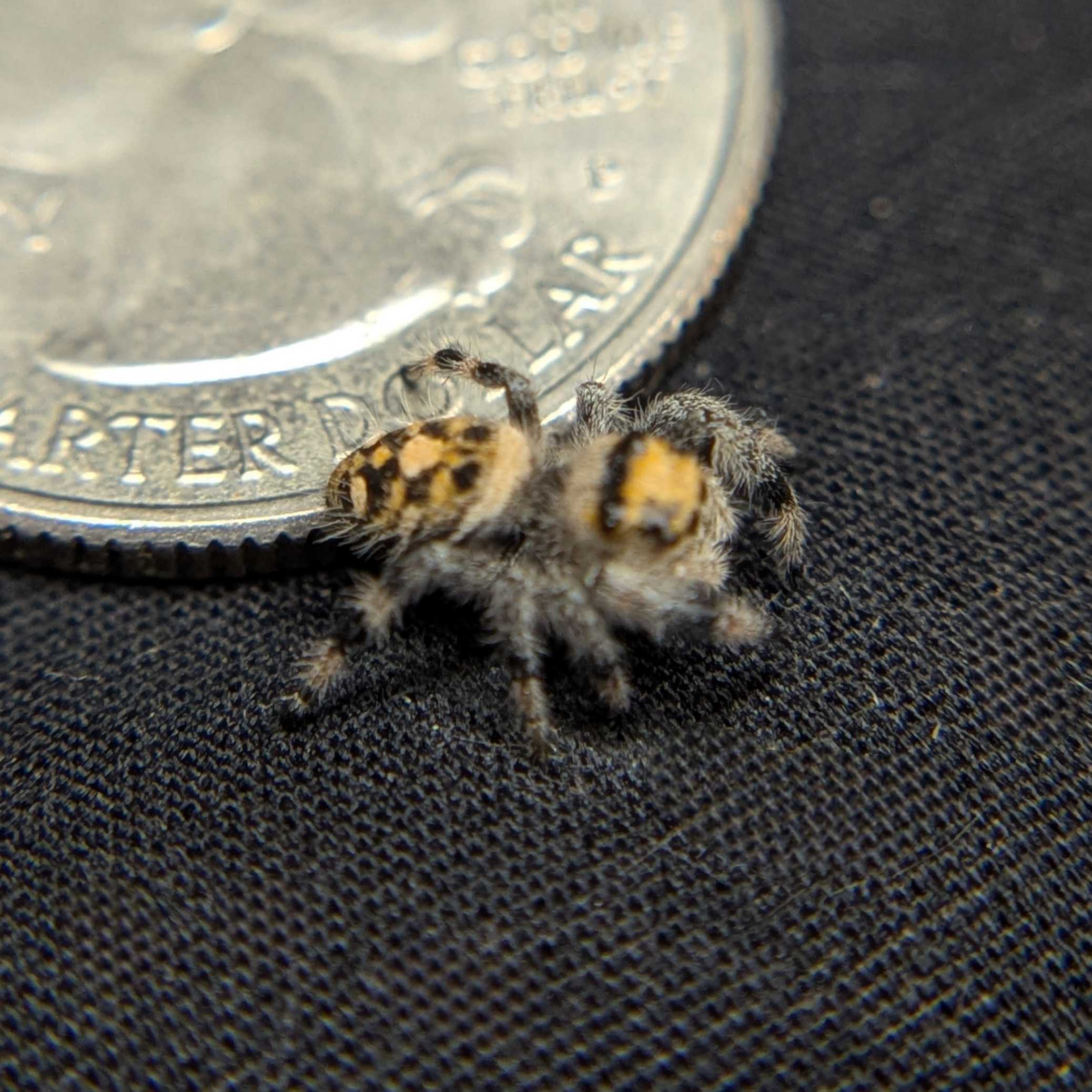 Regal Jumping Spider "Bell"