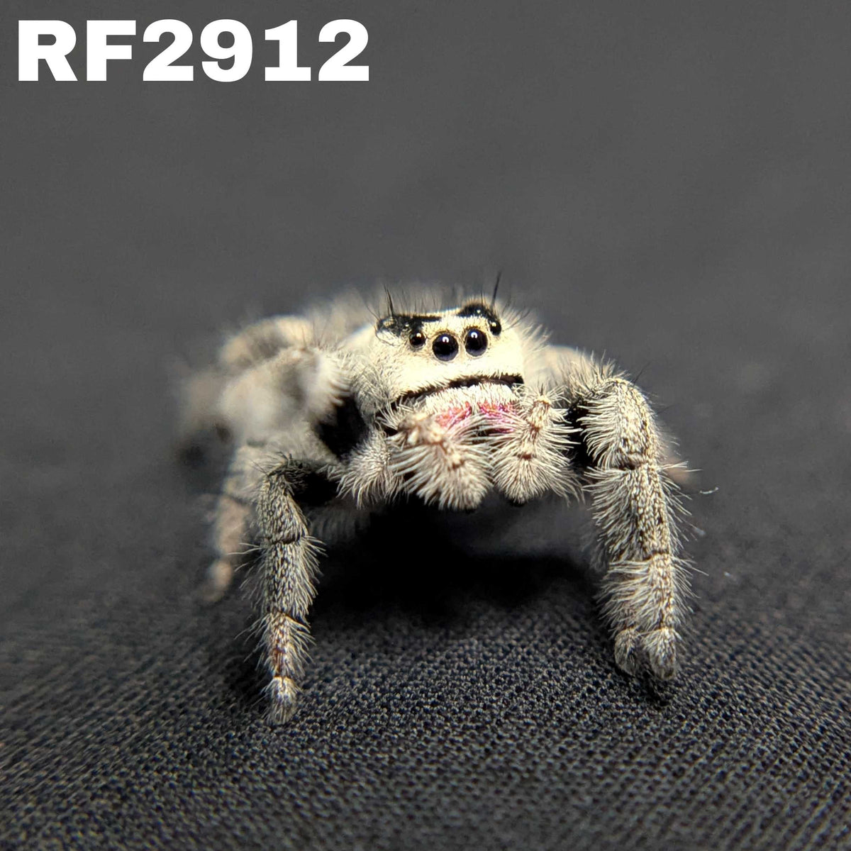 Regal Jumping Spider “Luna”