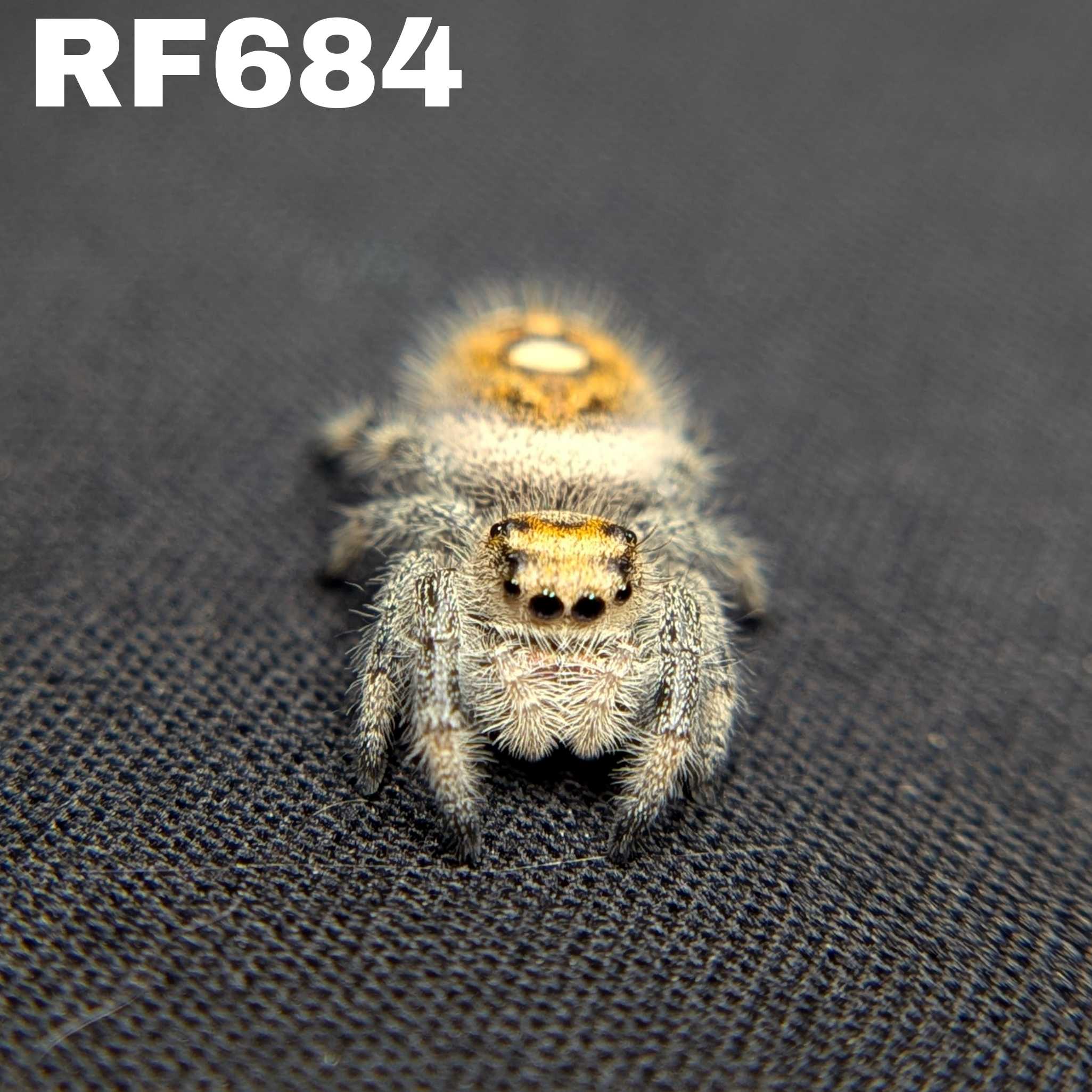 Regal Jumping Spider "Tangerine"