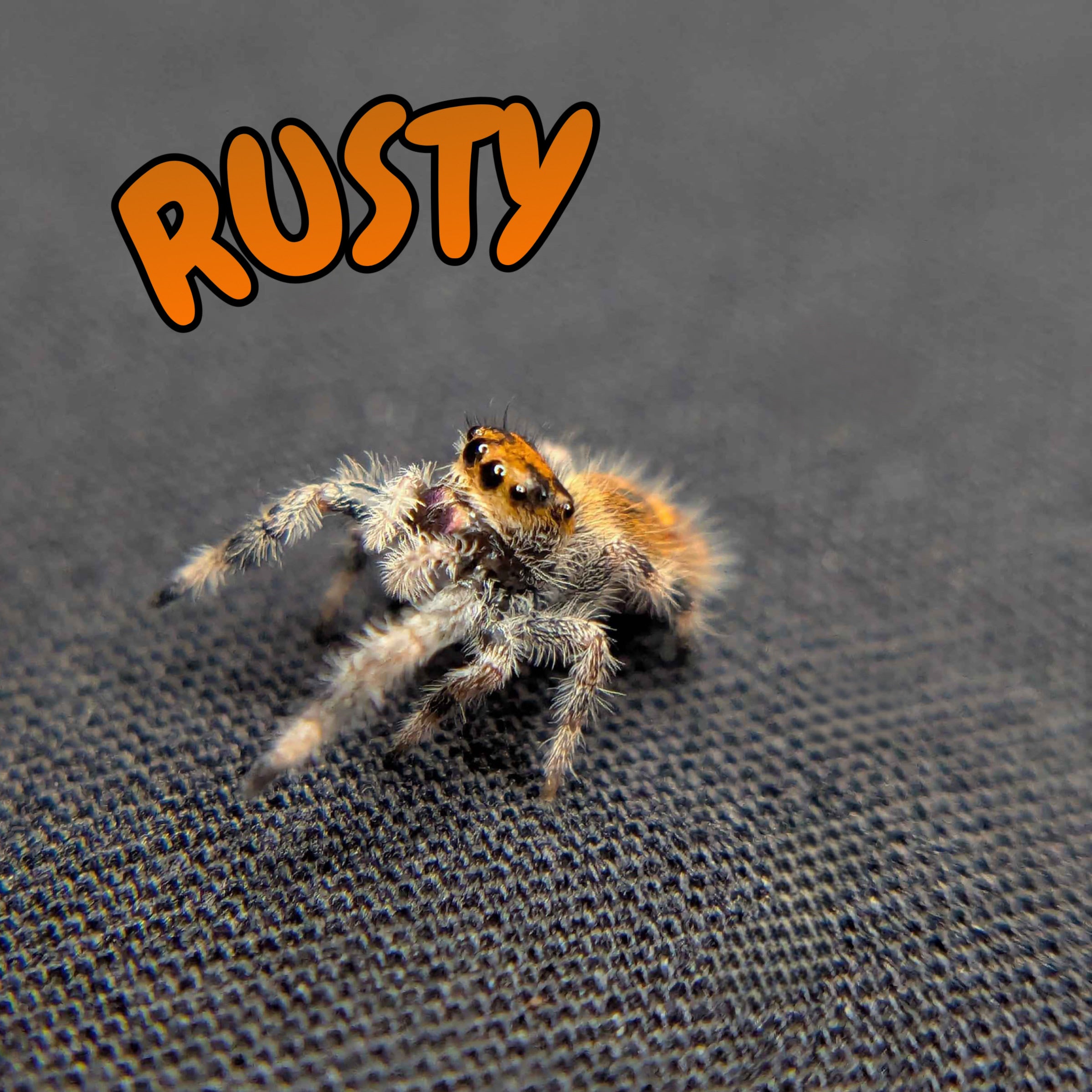 Female Regal Jumping Spider Rusty