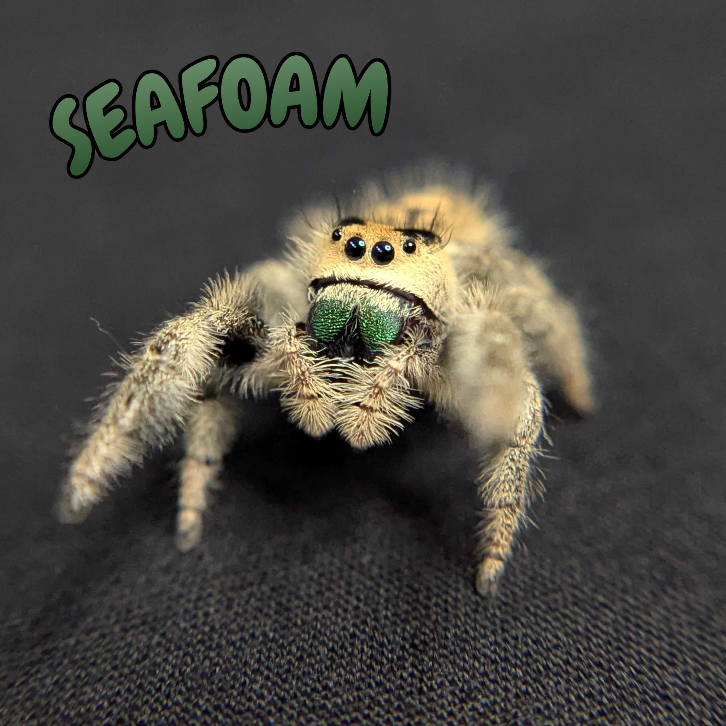 Regal Jumping Spider "Seafoam"