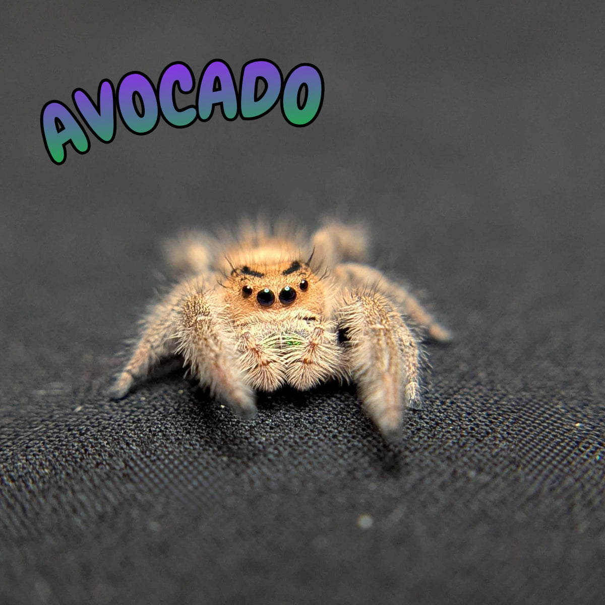 Regal Jumping Spider "Avocado"