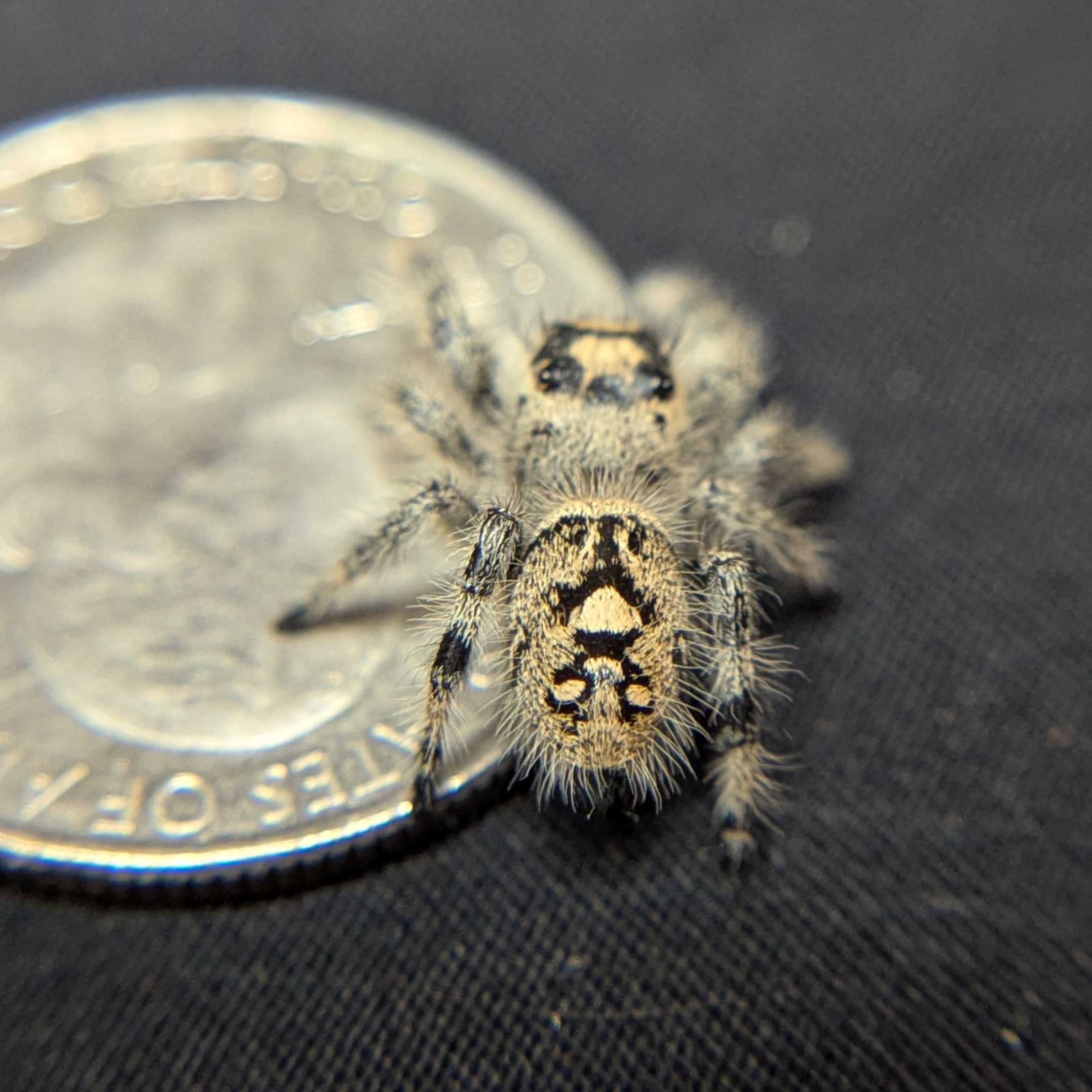Regal Jumping Spider "Crystal”