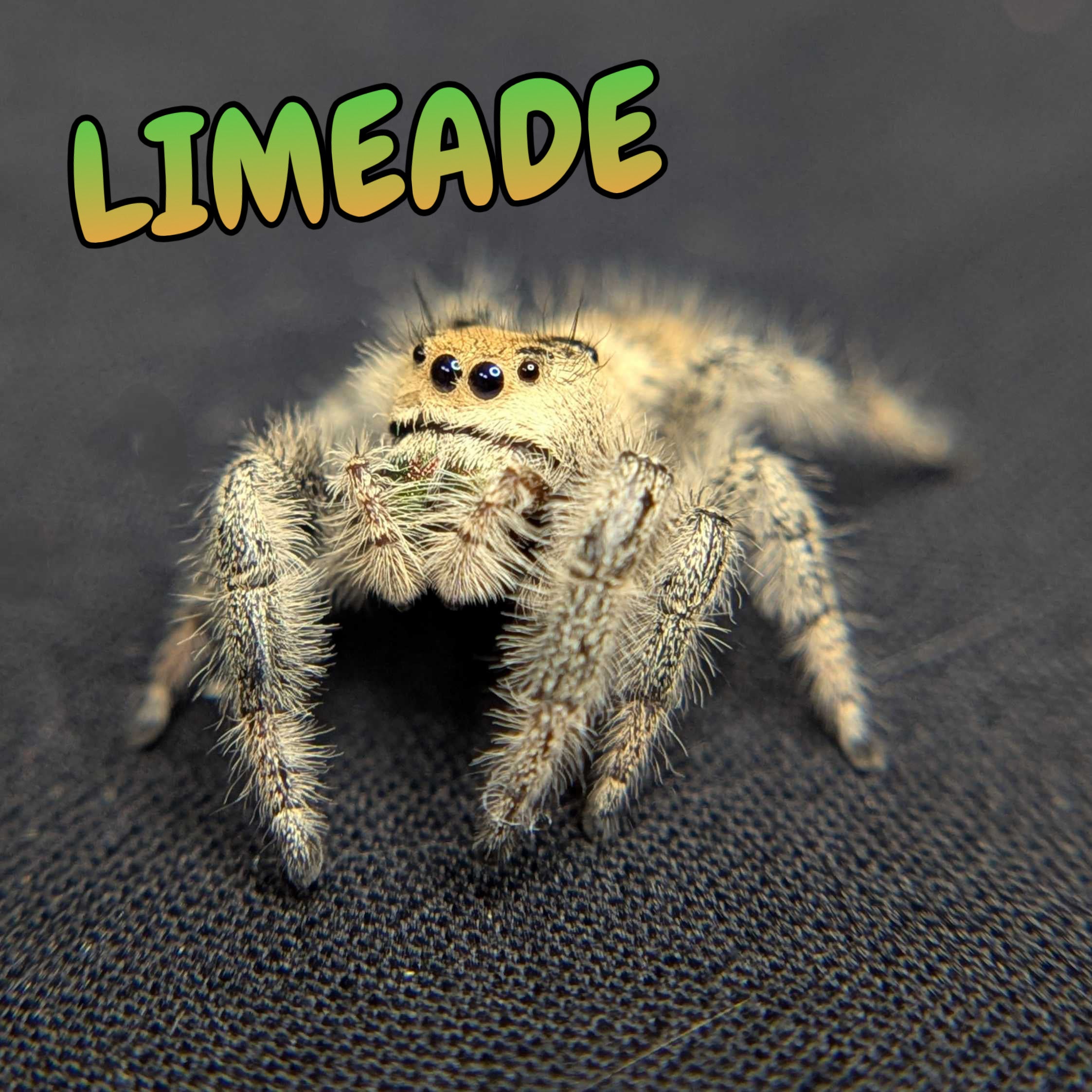 Regal Jumping Spider "Limeade"