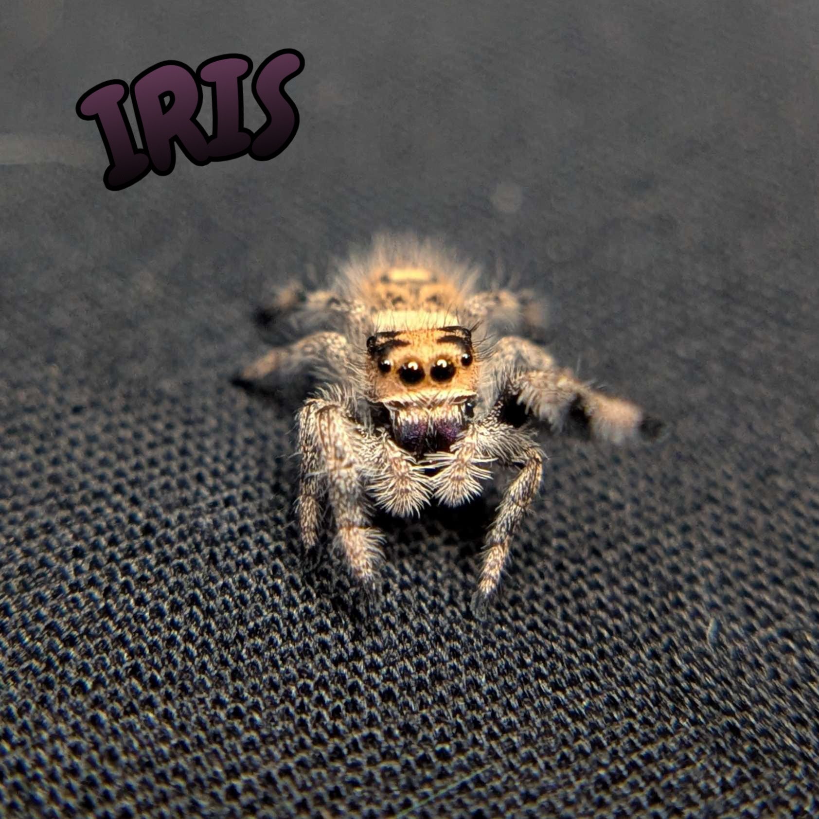 Regal Jumping Spider "Iris"