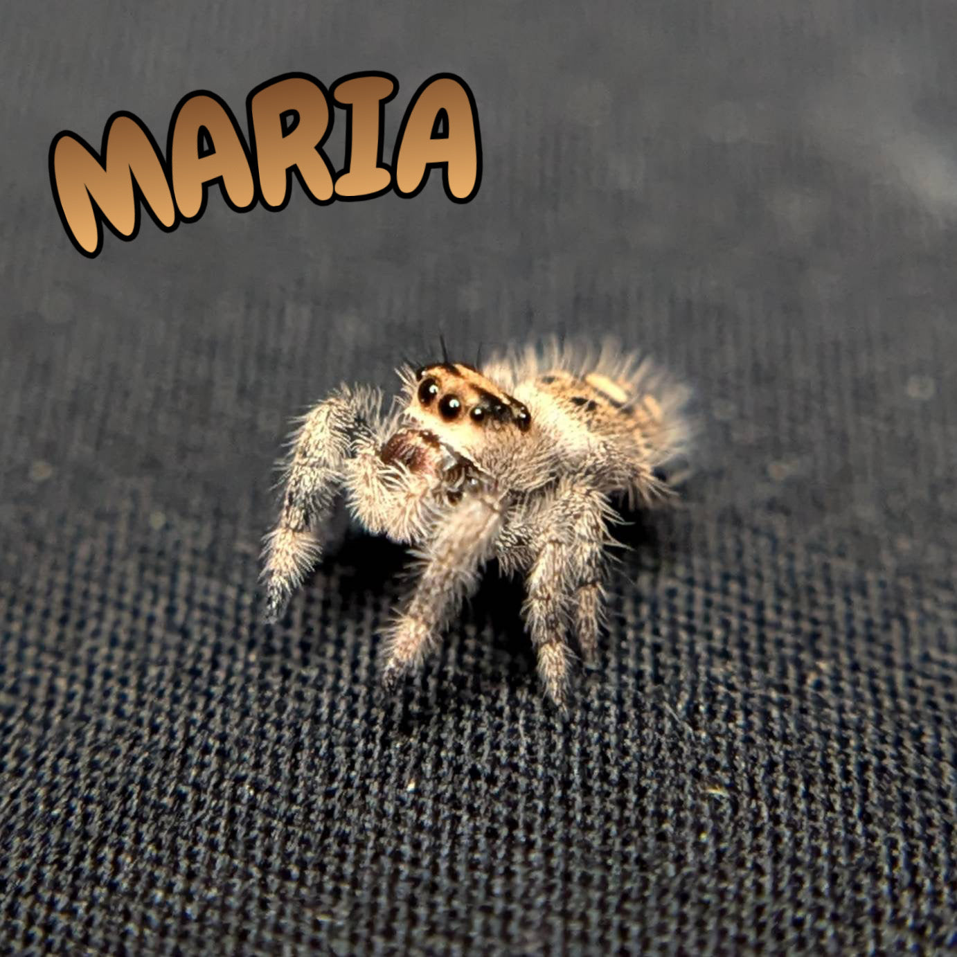 Regal Jumping Spider "Maria"