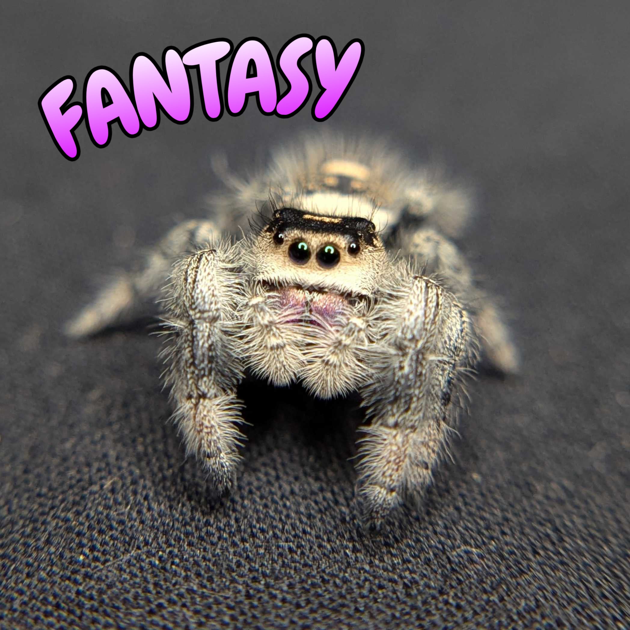Regal Jumping Spider "Fantasy"