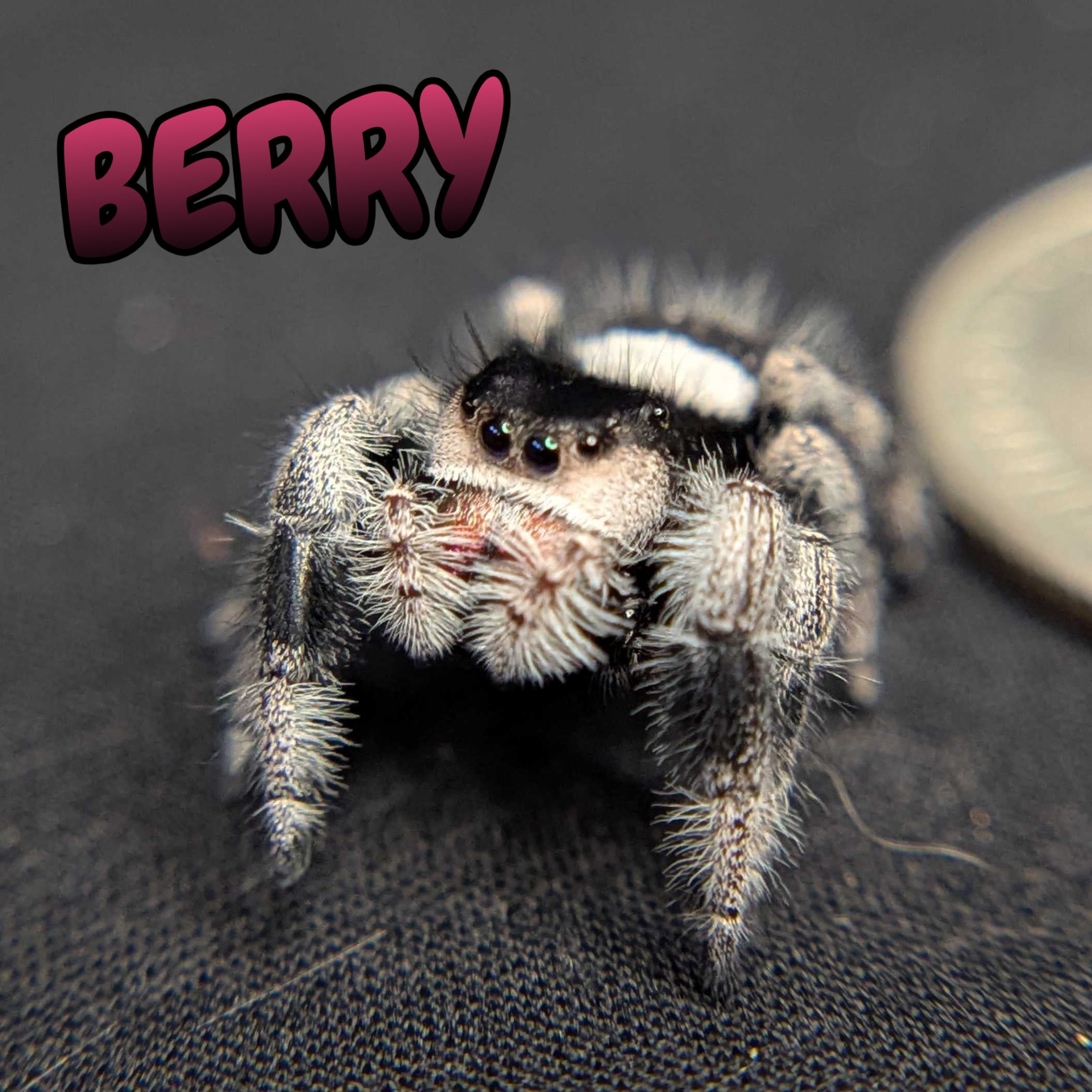 Regal Jumping Spider "Berry"