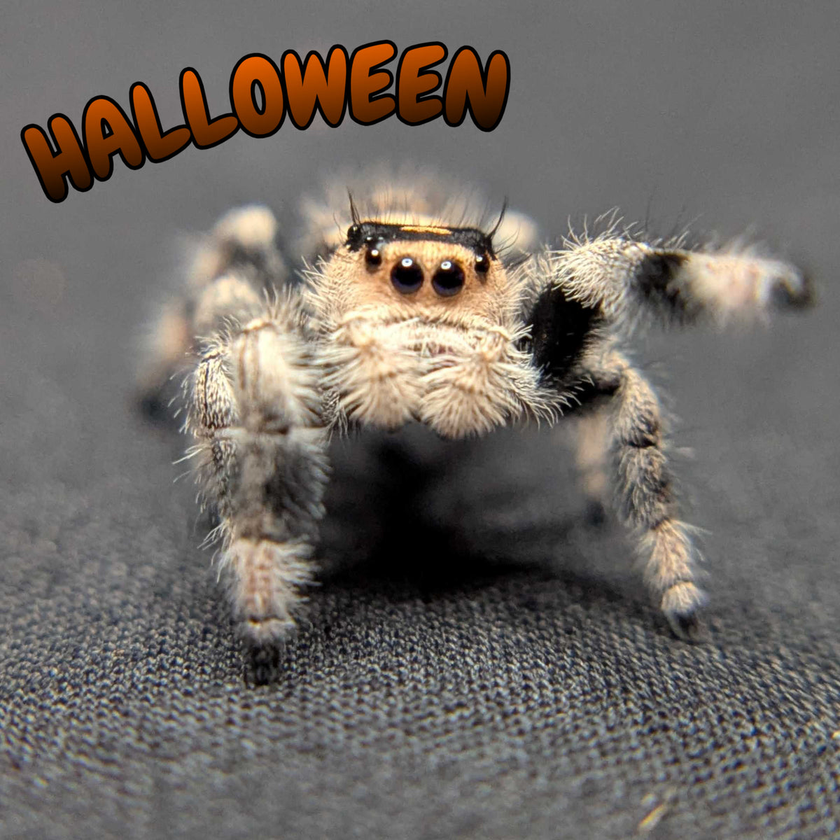 Regal Jumping Spider "Halloween"