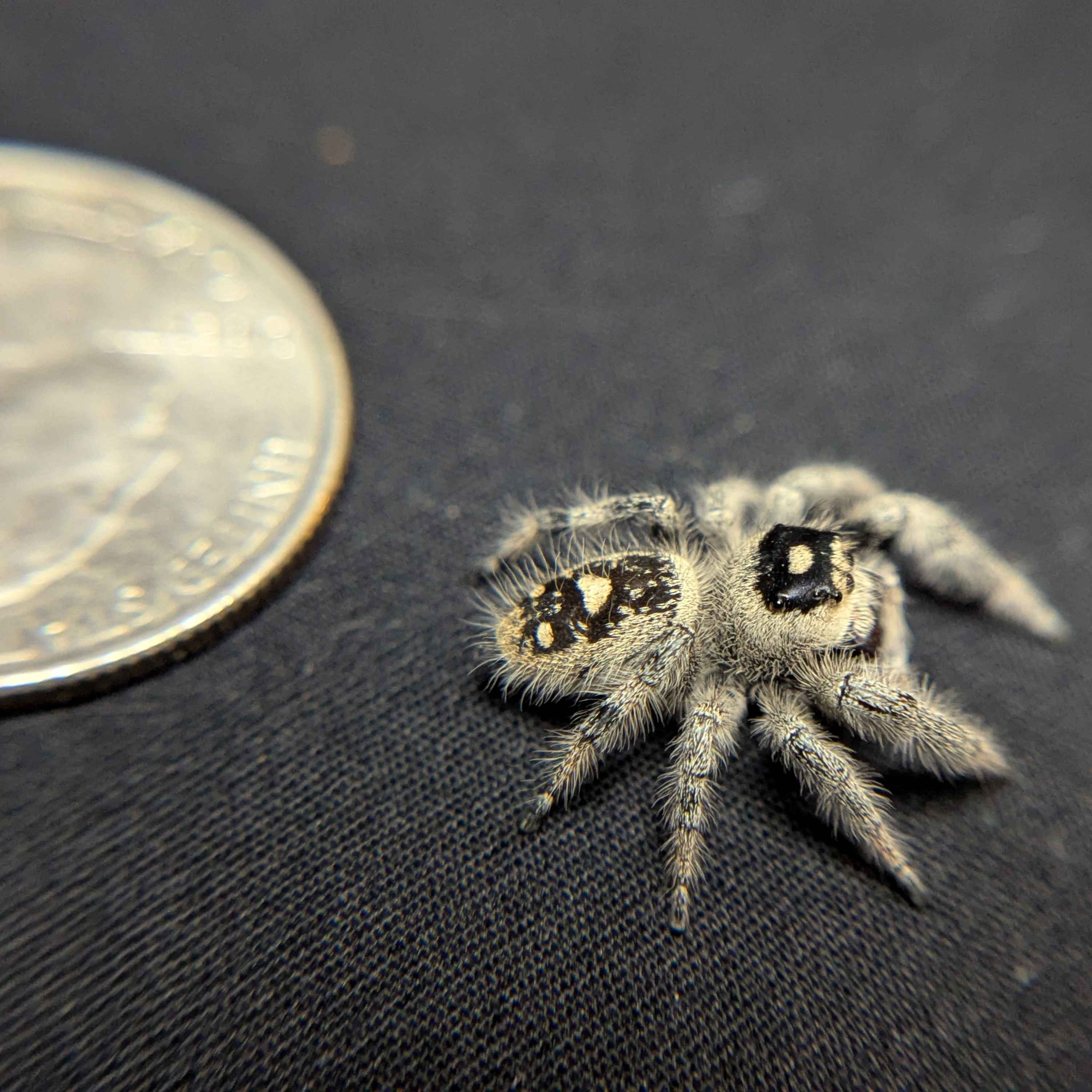 Regal Jumping Spider "Pepper"