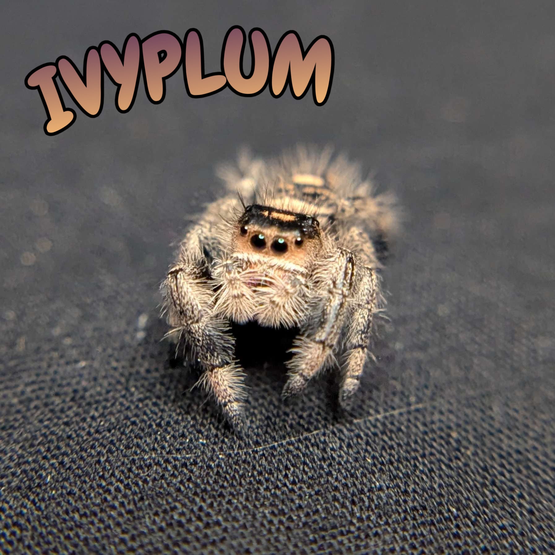 Regal Jumping Spider "Ivyplum"