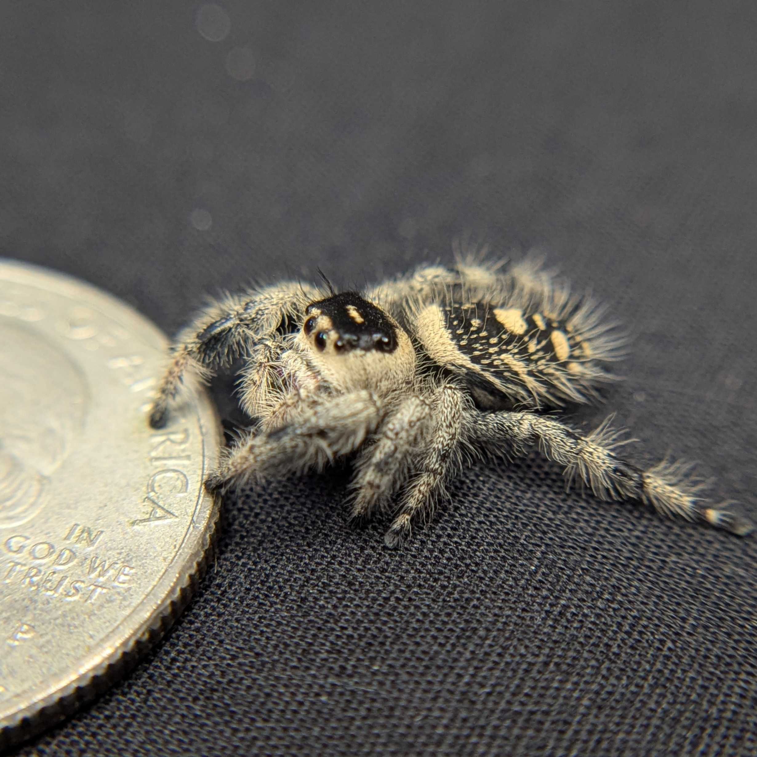 Regal Jumping Spider "Crepe"