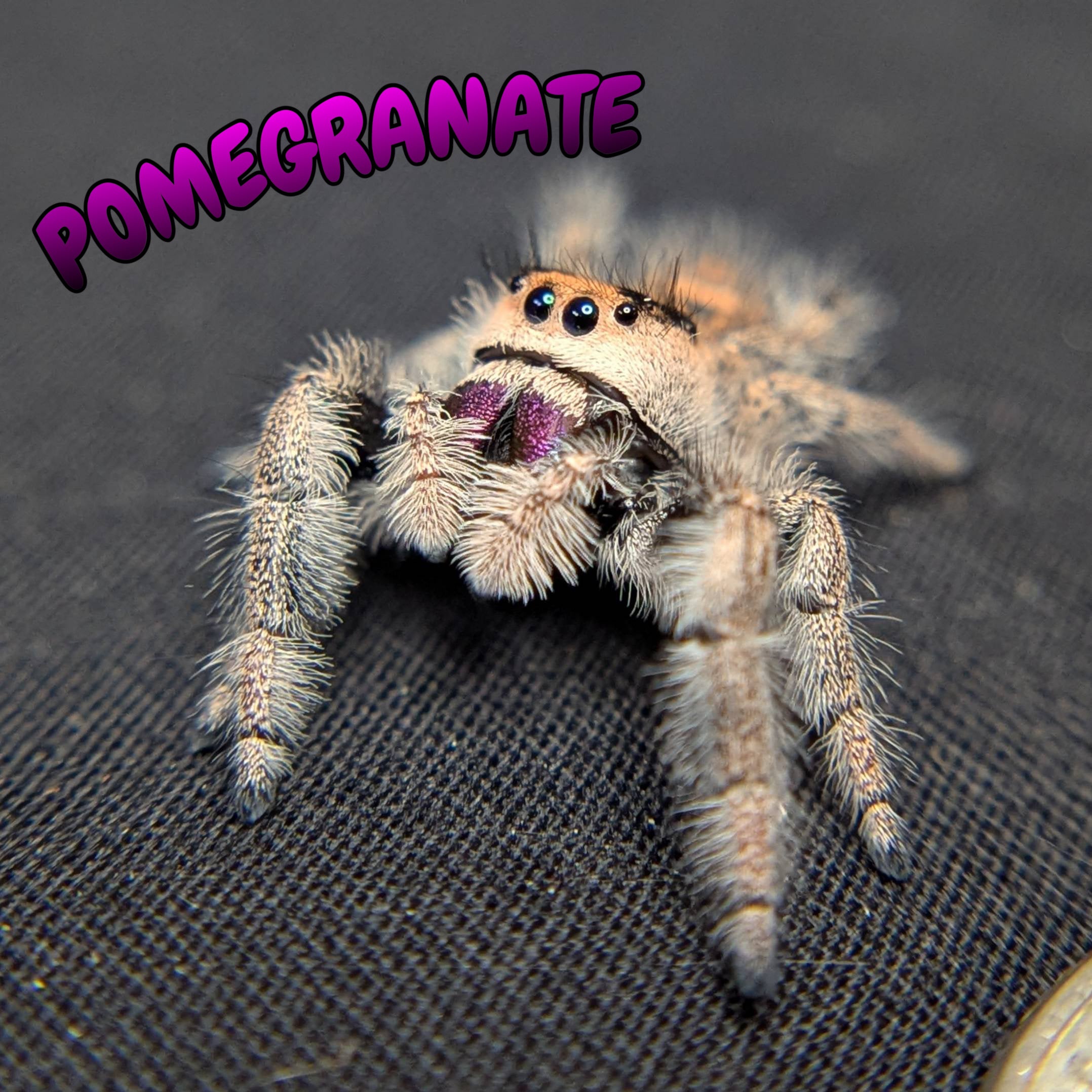 Regal Jumping Spider "Pomegranate"