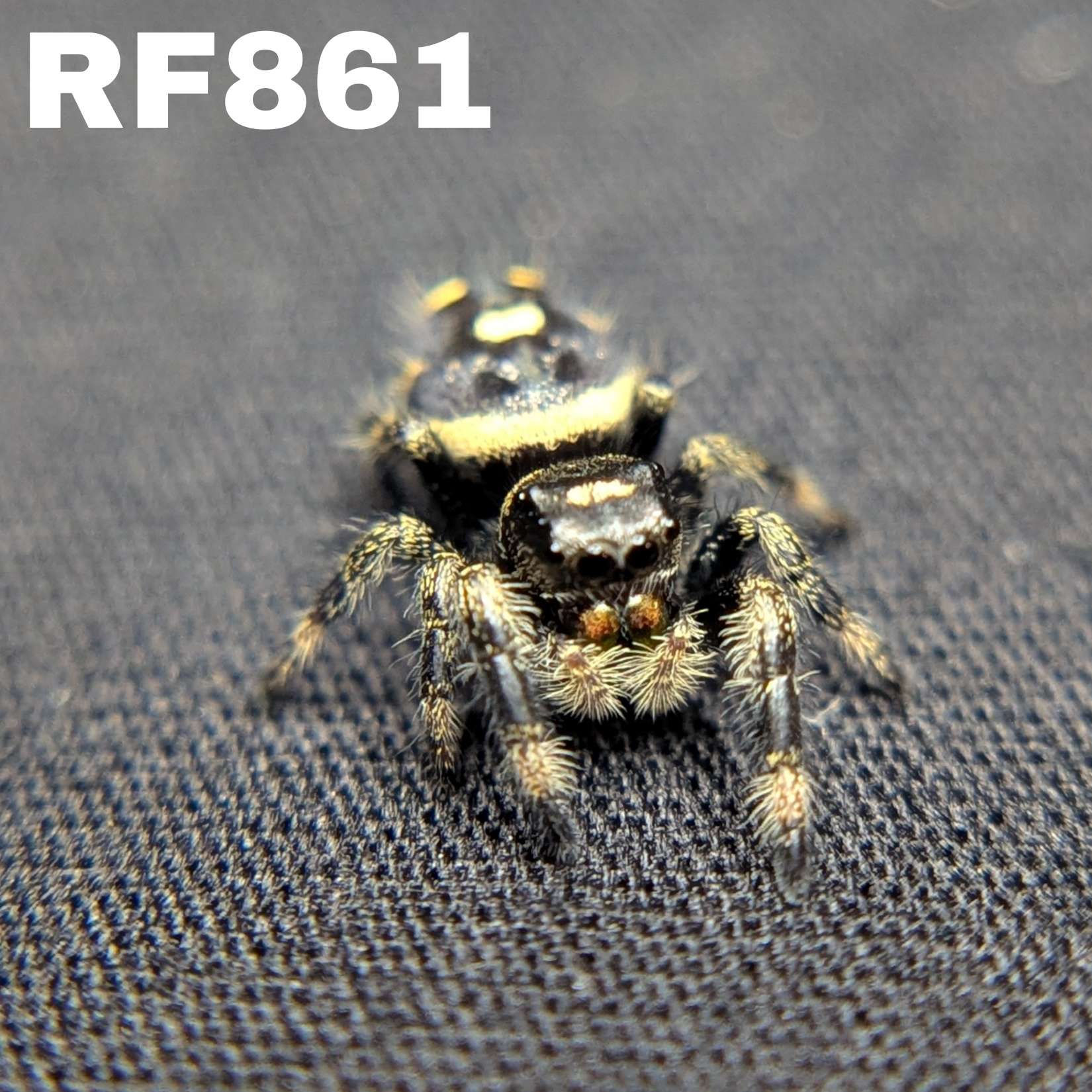 Regal Jumping Spider "Halo"