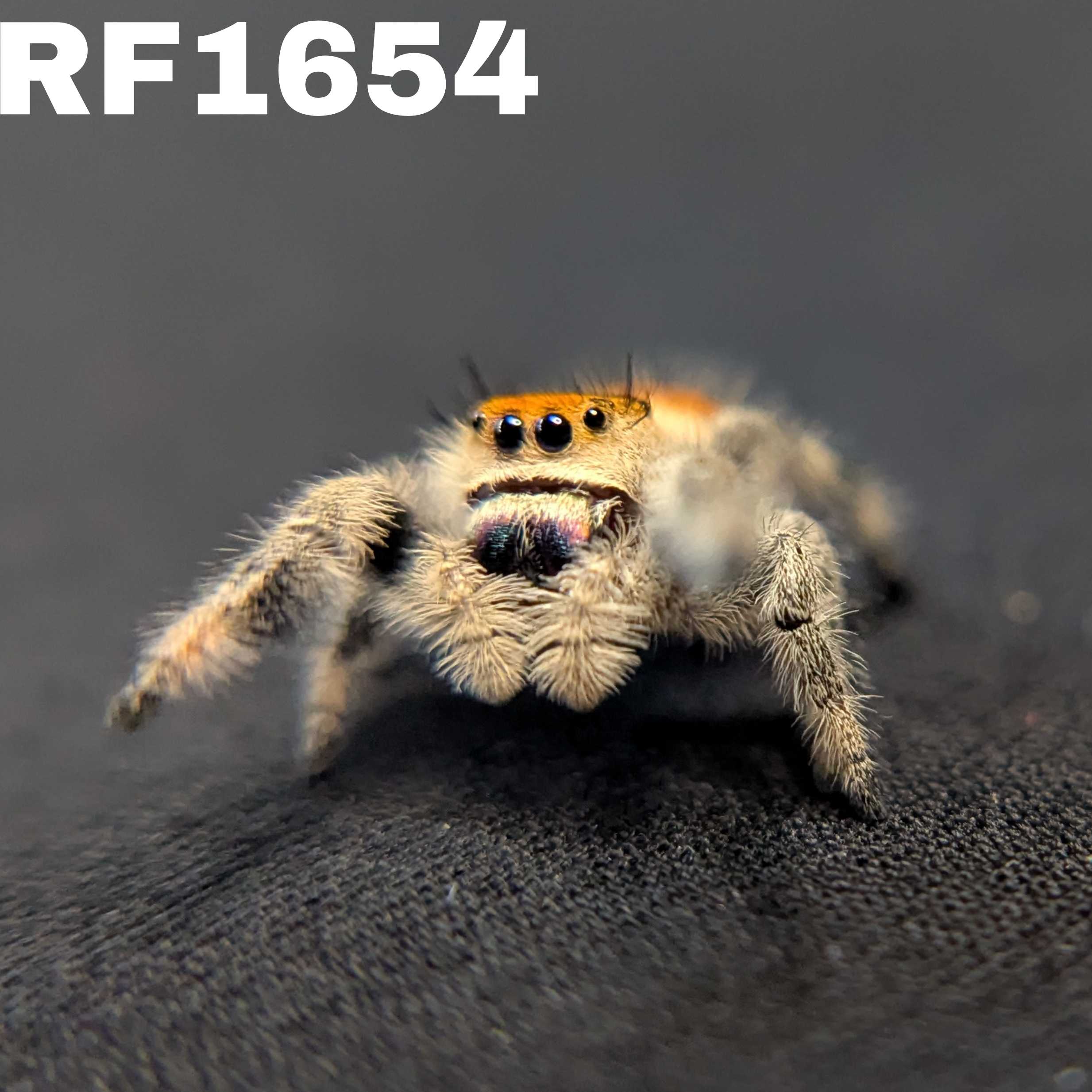 Regal Jumping Spider “Gooseberry”