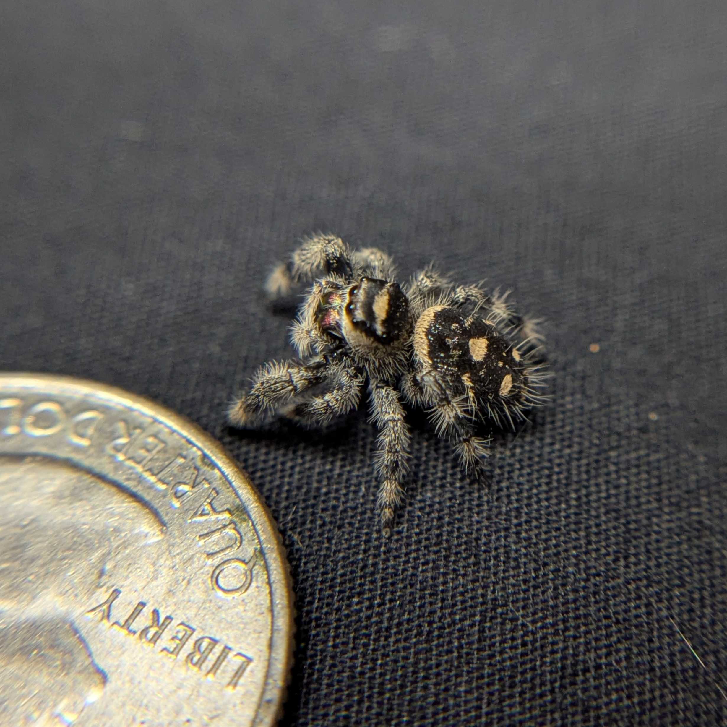 Regal Jumping Spider "Cranberry"