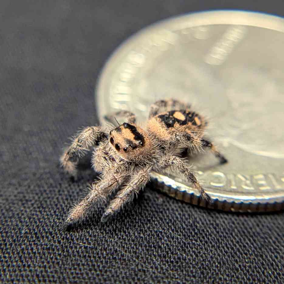 Regal Jumping Spider "Barley"